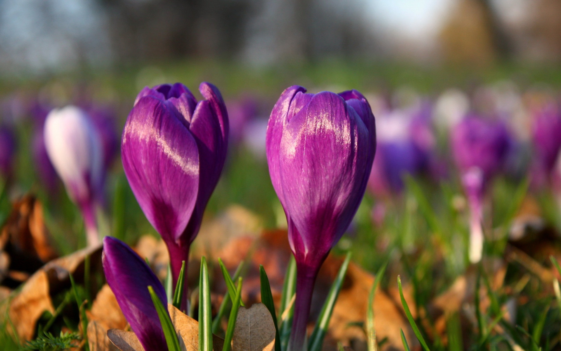 Free download wallpaper Flowers, Flower, Earth, Crocus on your PC desktop