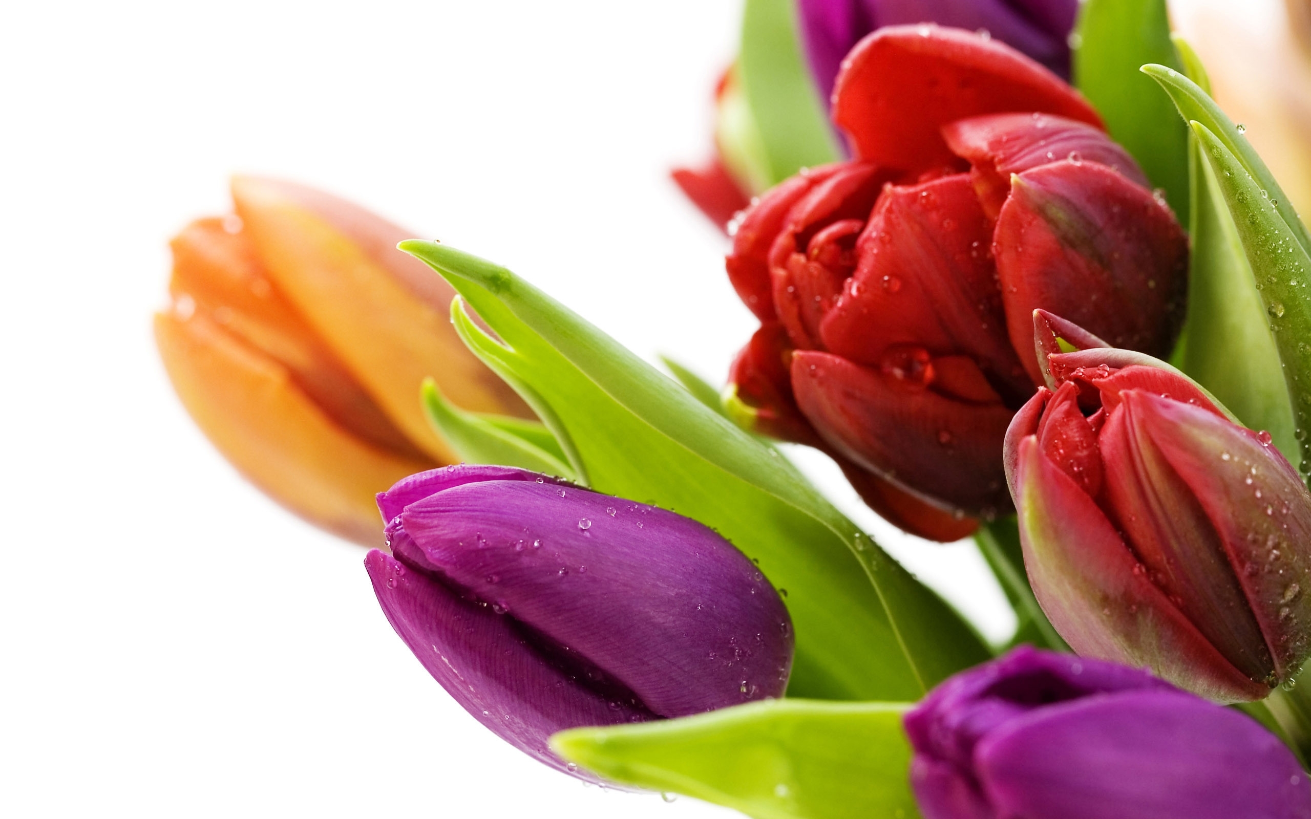 Скачать картинку Растения, Тюльпаны, Цветы в телефон бесплатно.