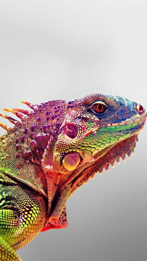 Téléchargez des papiers peints mobile Animaux, Reptiles, Iguane gratuitement.