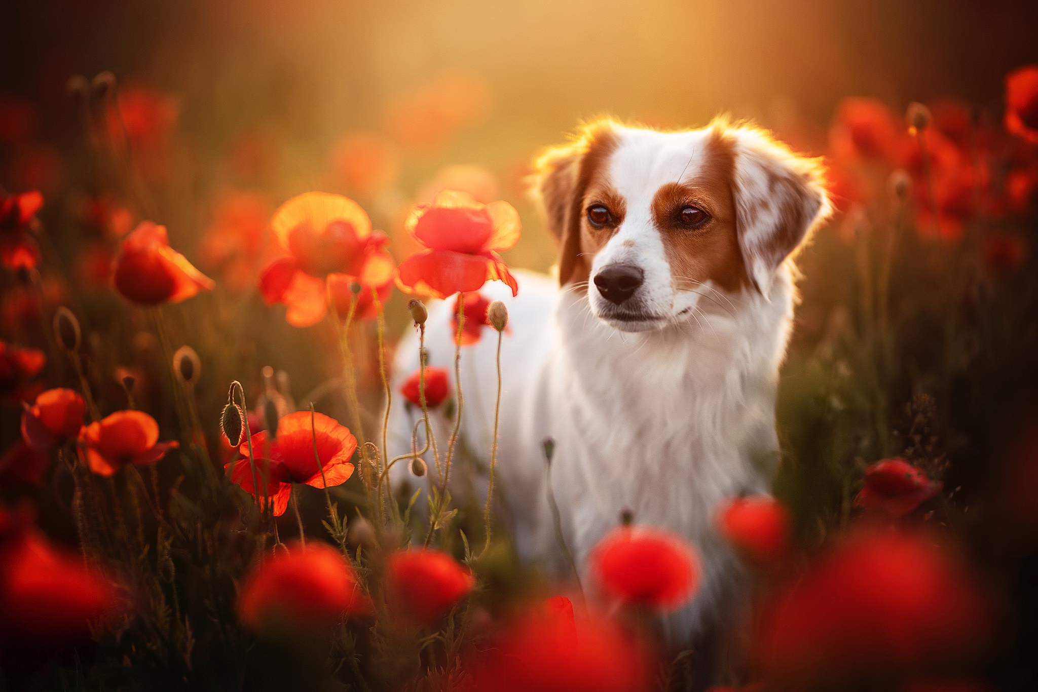 Laden Sie das Tiere, Hunde, Mohn, Blume, Hund, Rote Blume-Bild kostenlos auf Ihren PC-Desktop herunter