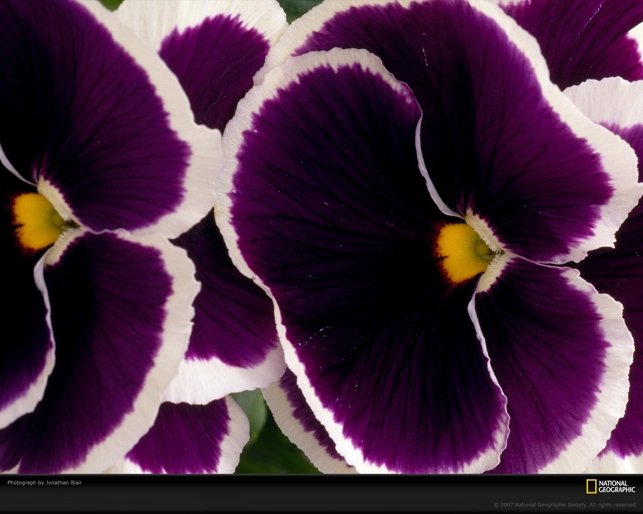 Descarga gratuita de fondo de pantalla para móvil de Plantas, Flores.