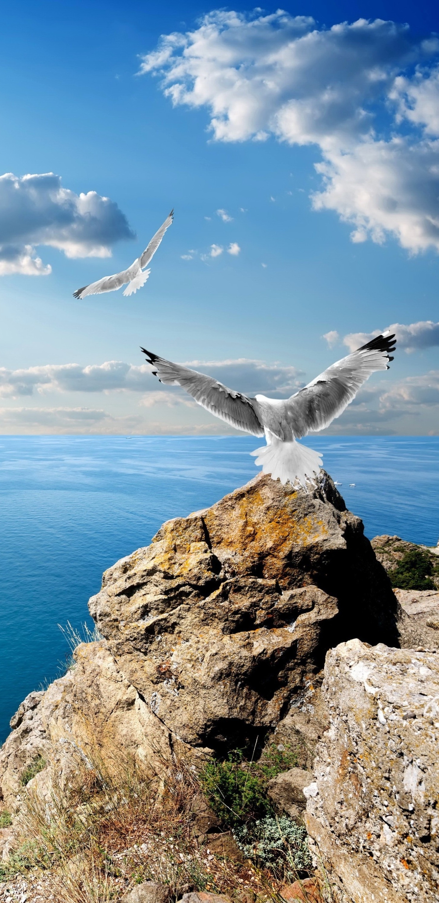 Free download wallpaper Birds, Sea, Horizon, Bird, Ocean, Animal, Seagull, Russia on your PC desktop
