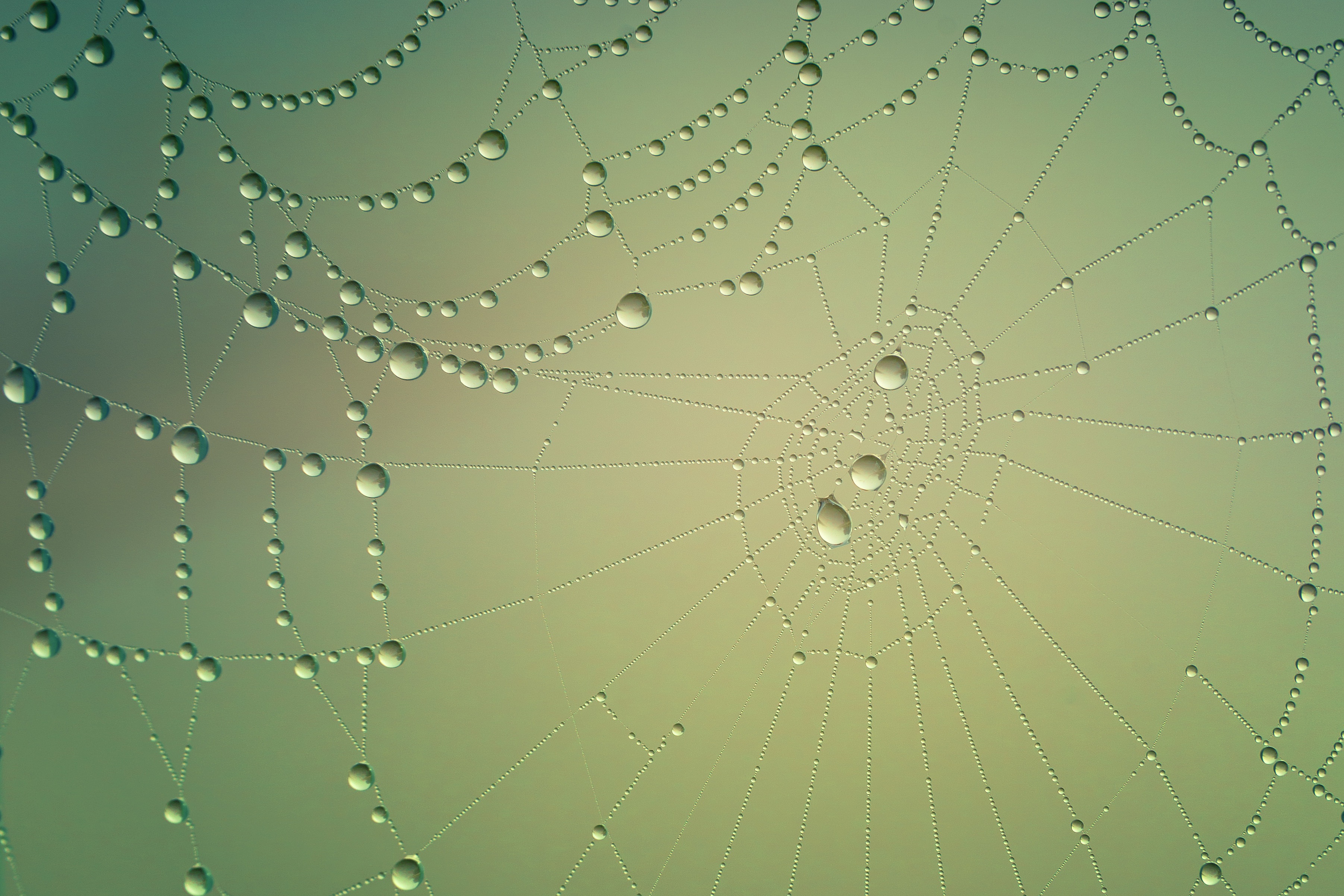 Download mobile wallpaper Photography, Water Drop, Spider Web for free.