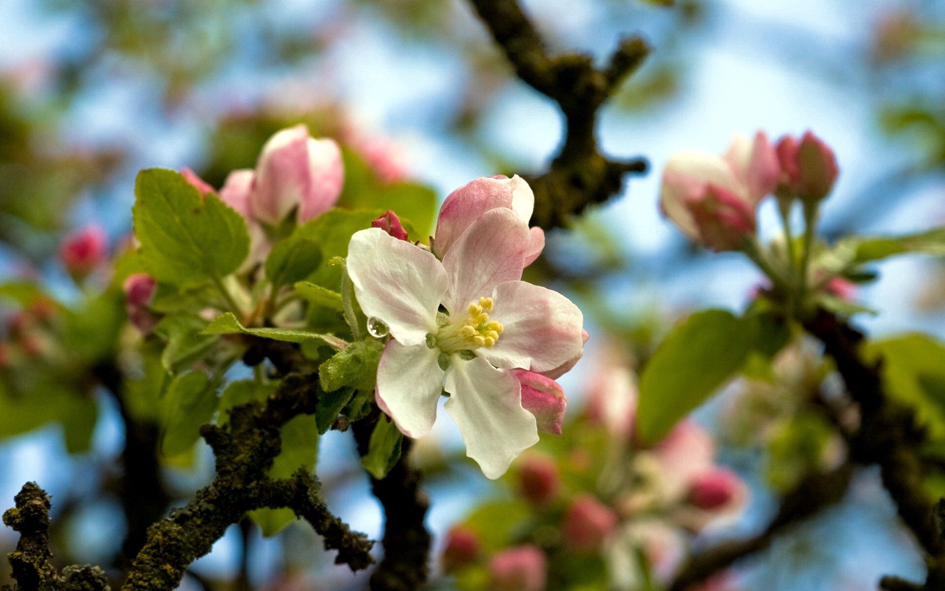 Скачати мобільні шпалери Небо, Листя, Дерево, Крапля, Квіти, Весна, Цвітіння безкоштовно.