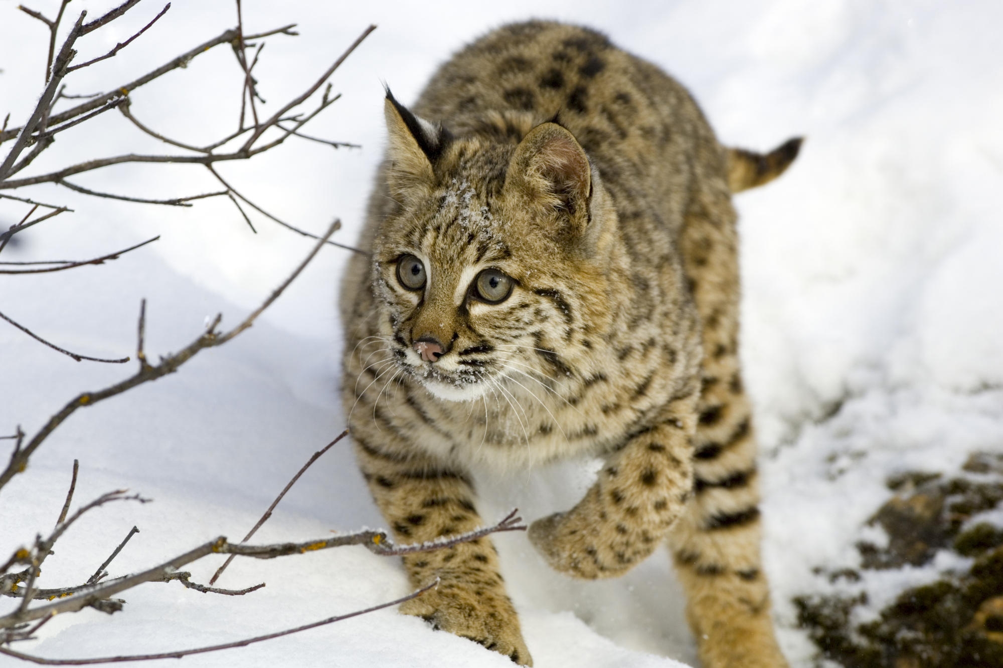 animal, bobcat, lynx, snow, cats