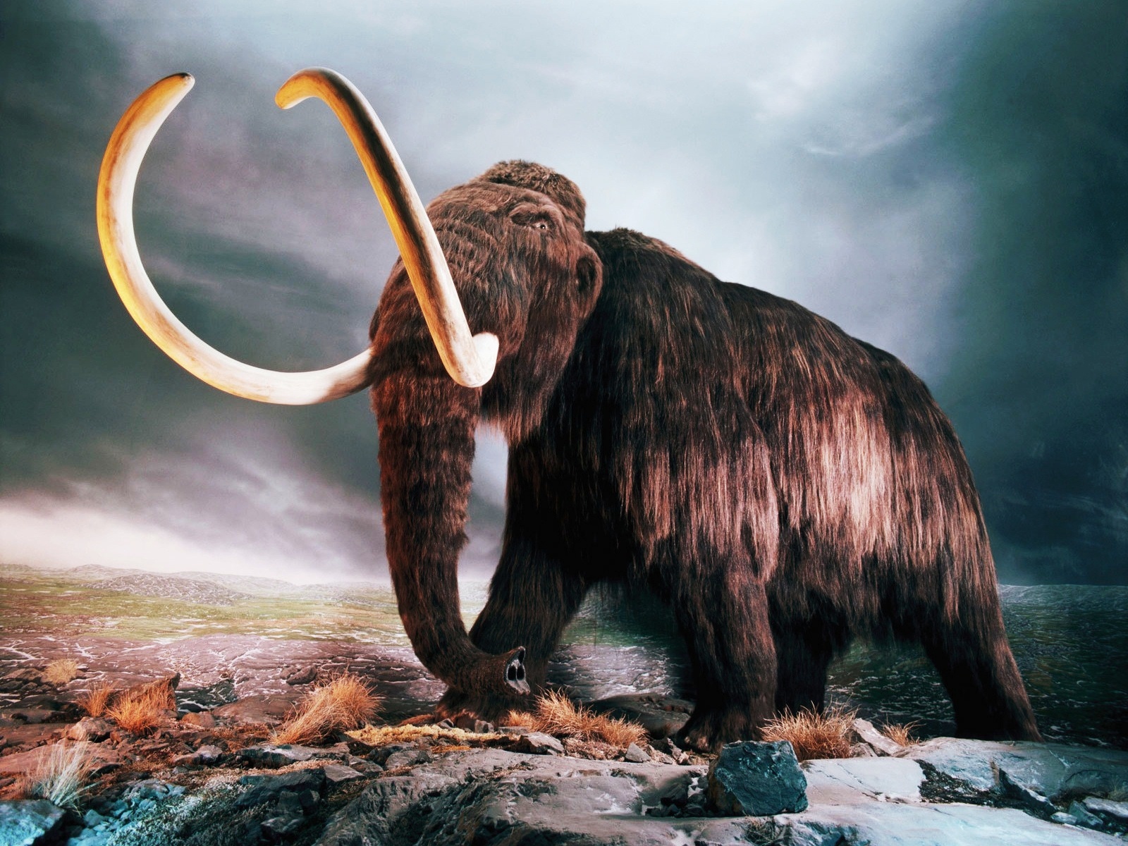 animal, mammoth, dinosaur, extinct, giant, old, pliocene, tusk