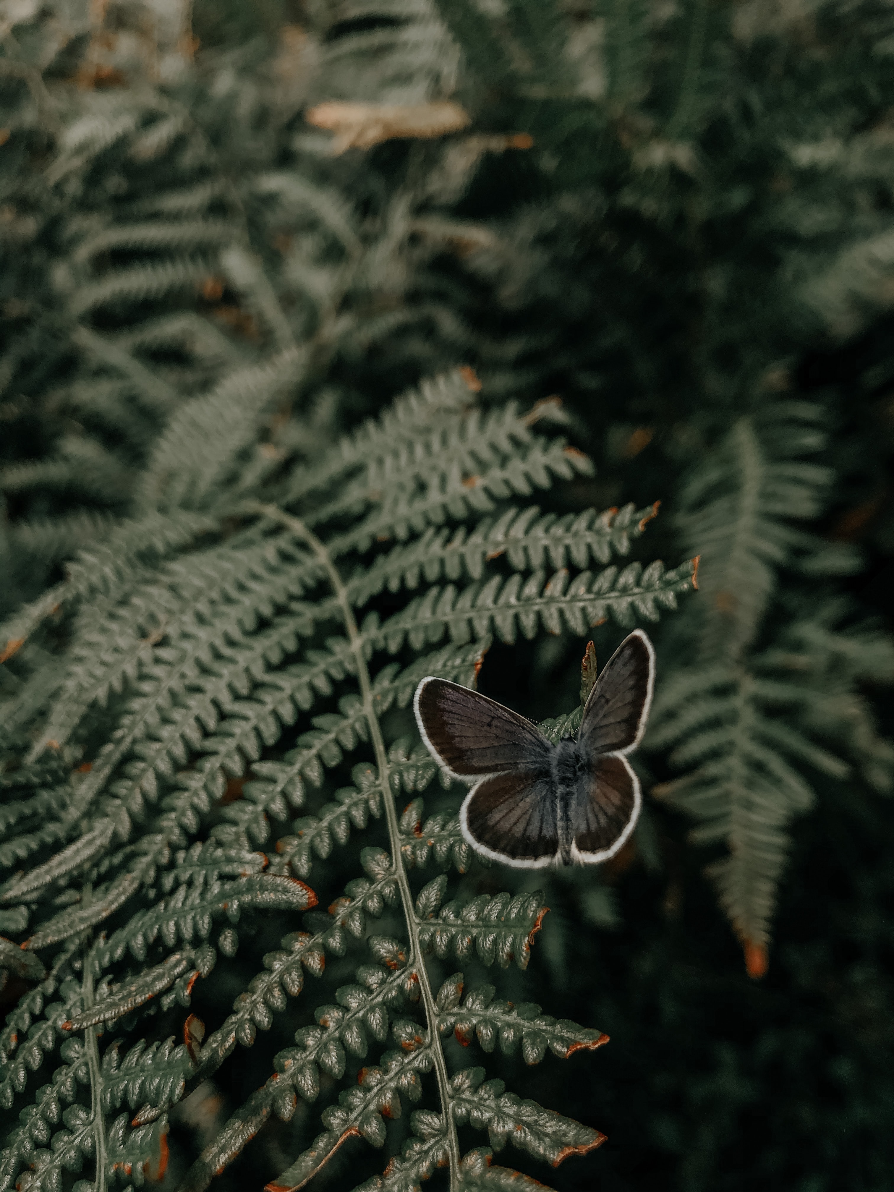 Laden Sie das Blätter, Farn, Schmetterling, Flügel, Tiere-Bild kostenlos auf Ihren PC-Desktop herunter