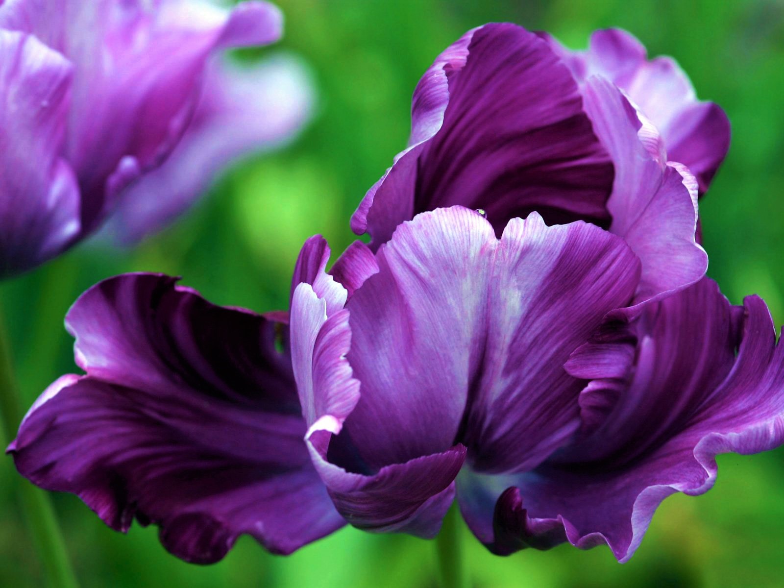 Descarga gratis la imagen Flores, Iris, Flor, De Cerca, Flor Purpura, Tierra/naturaleza en el escritorio de tu PC