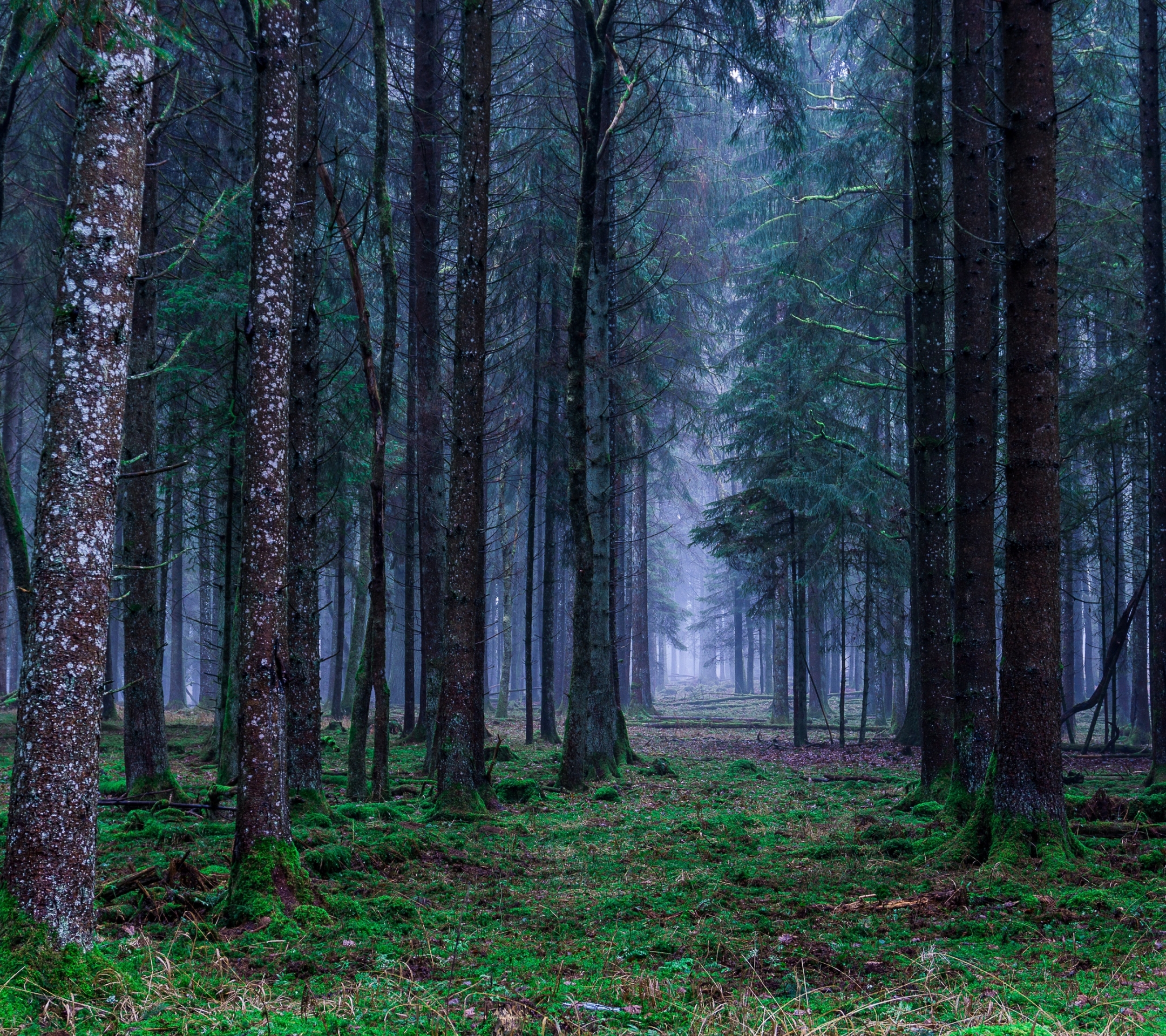 Téléchargez des papiers peints mobile Forêt, La Nature, Terre/nature gratuitement.