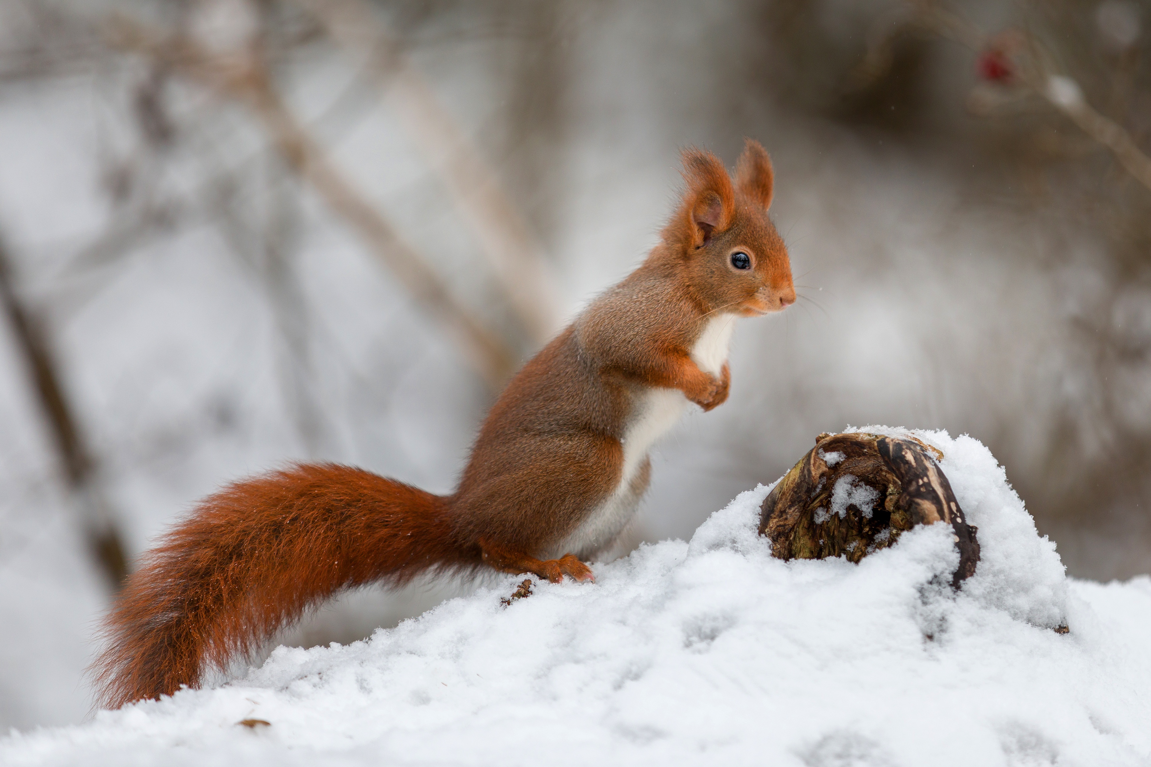 Free download wallpaper Winter, Squirrel, Snow, Animal on your PC desktop
