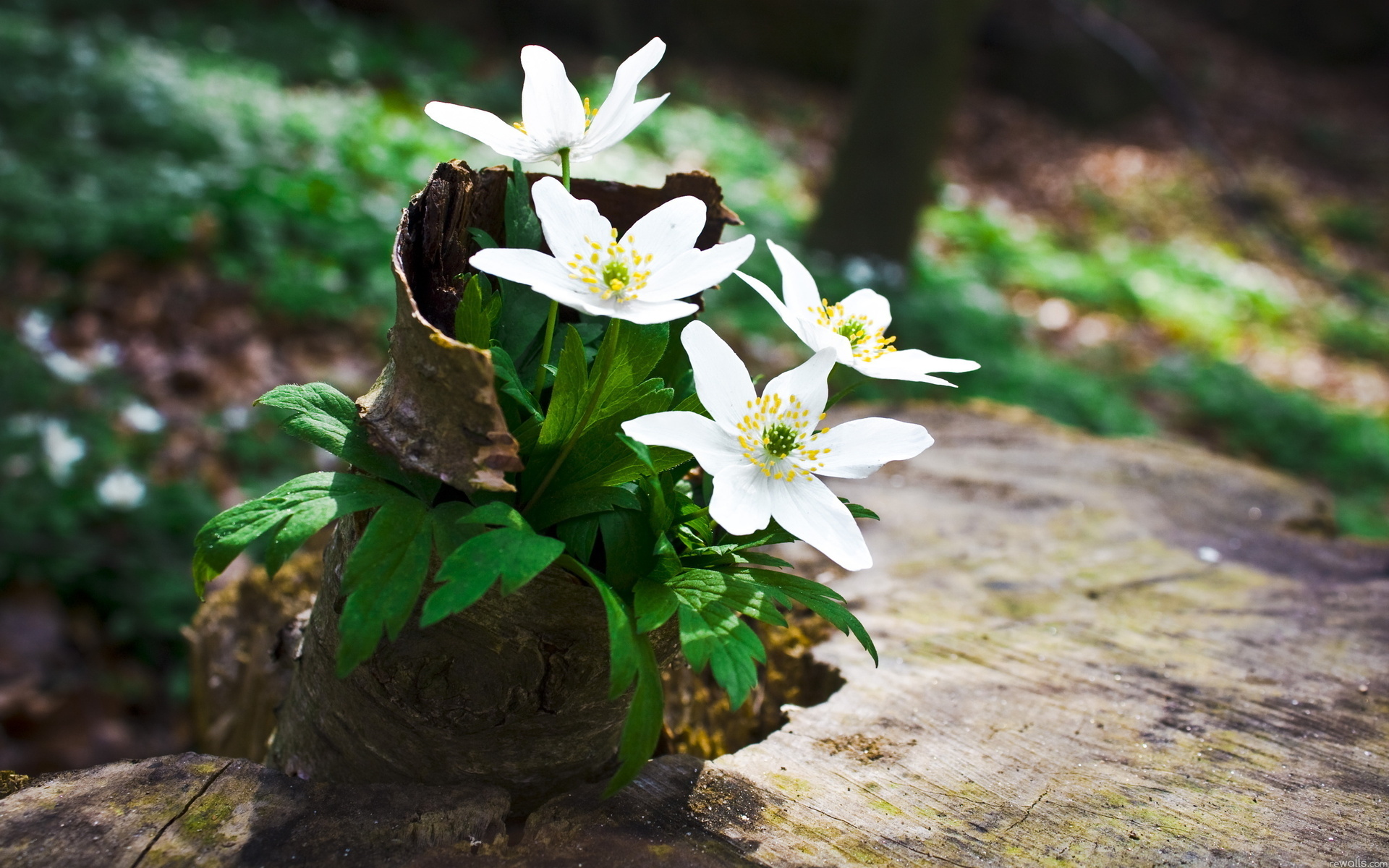 Handy-Wallpaper Blumen, Blume, Erde/natur kostenlos herunterladen.