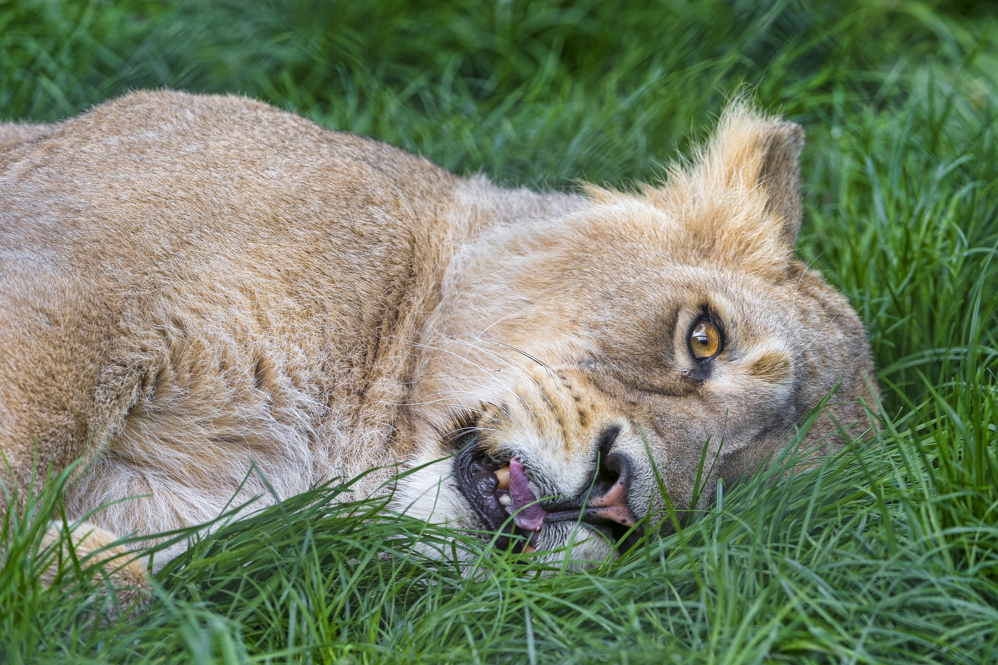 Téléchargez des papiers peints mobile Lion, Chats, Animaux gratuitement.