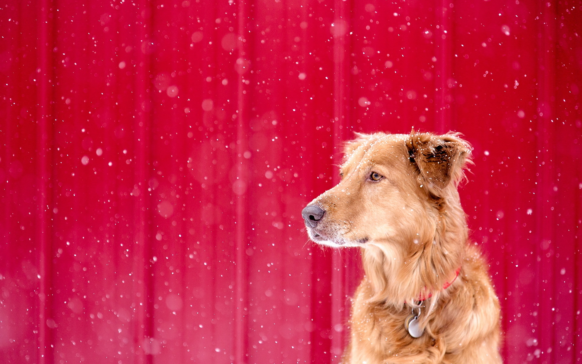 Téléchargez gratuitement l'image Animaux, Chiens, Chien sur le bureau de votre PC