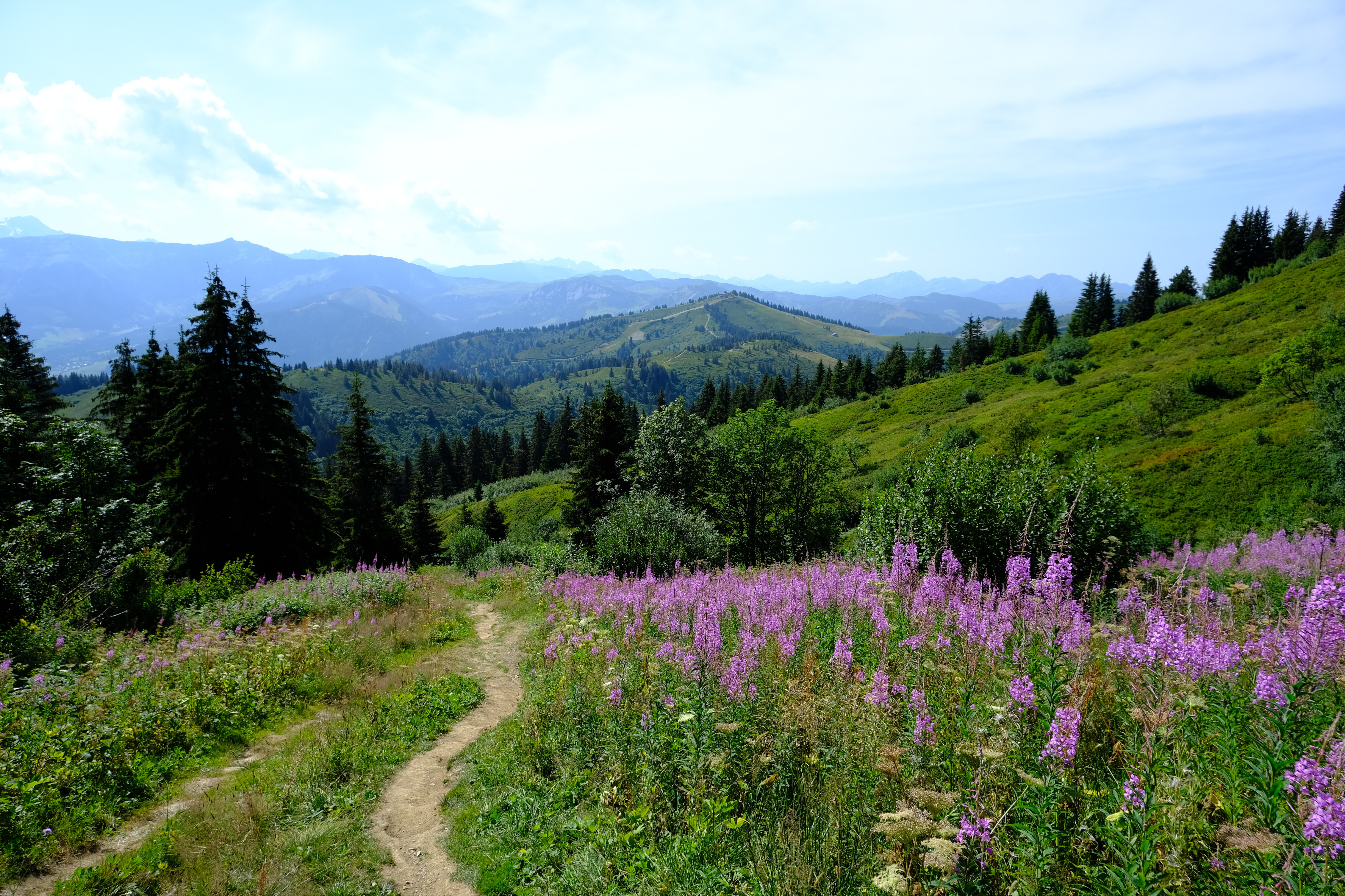 Free download wallpaper Flowers, Grass, Mountains, Path, Nature, Trees on your PC desktop