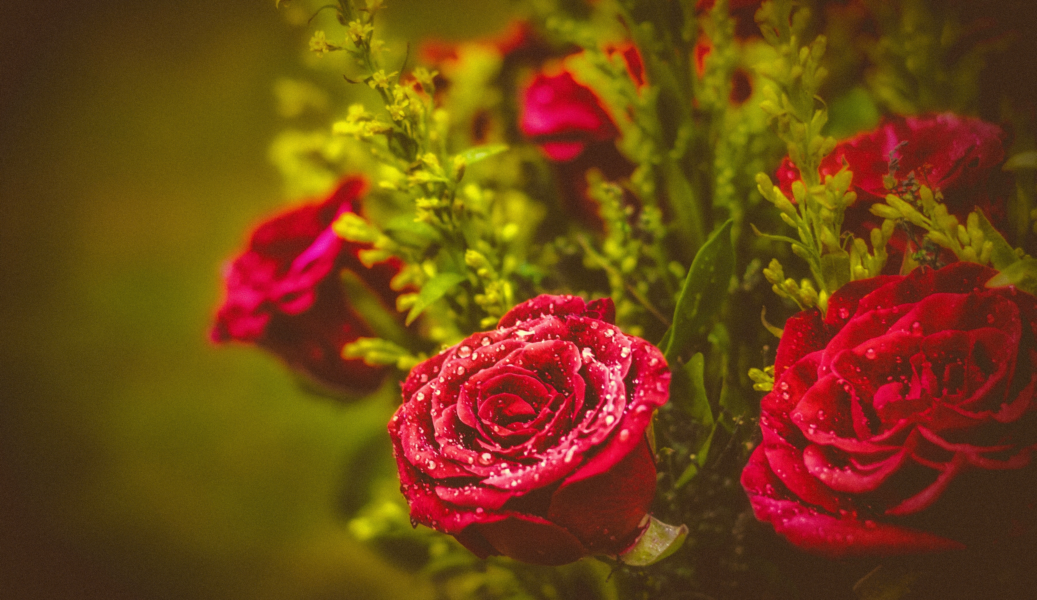 無料モバイル壁紙自然, フラワーズ, 花, 薔薇, 閉じる, 地球, 水滴, 赤い花をダウンロードします。