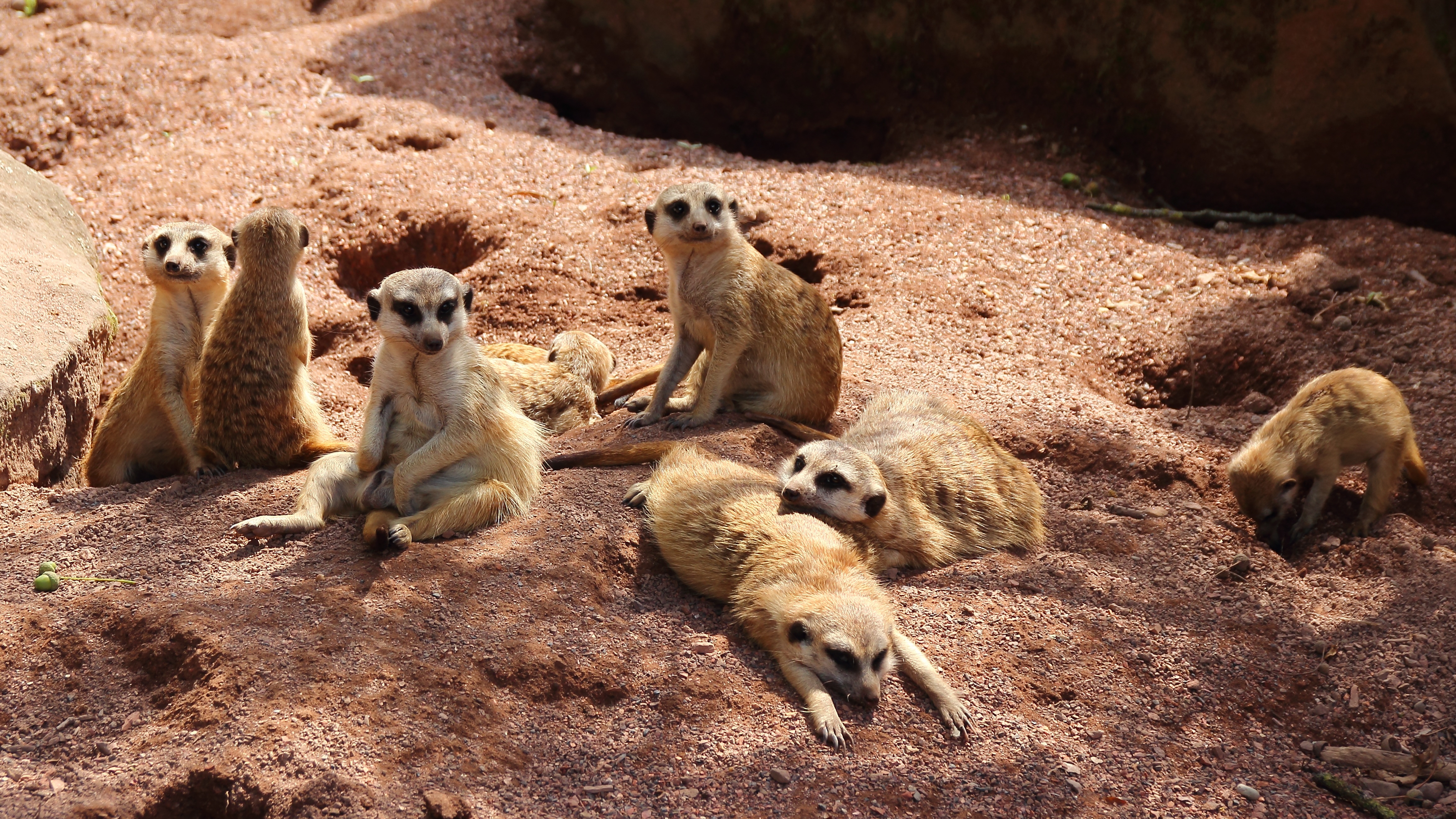 animal, meerkat, cute, relax