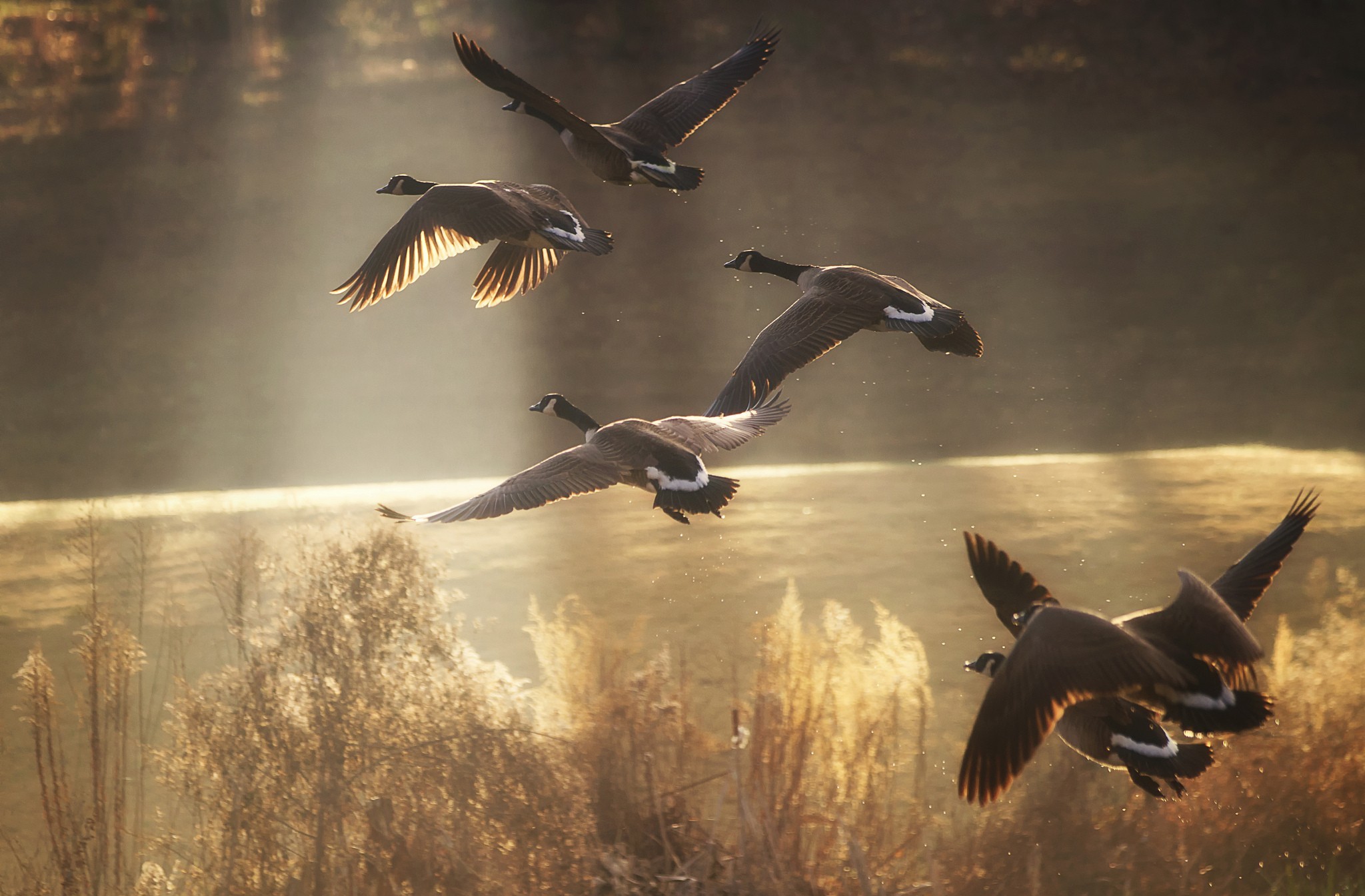 Download mobile wallpaper Flight, Goose, Birds, Fall, Animal for free.
