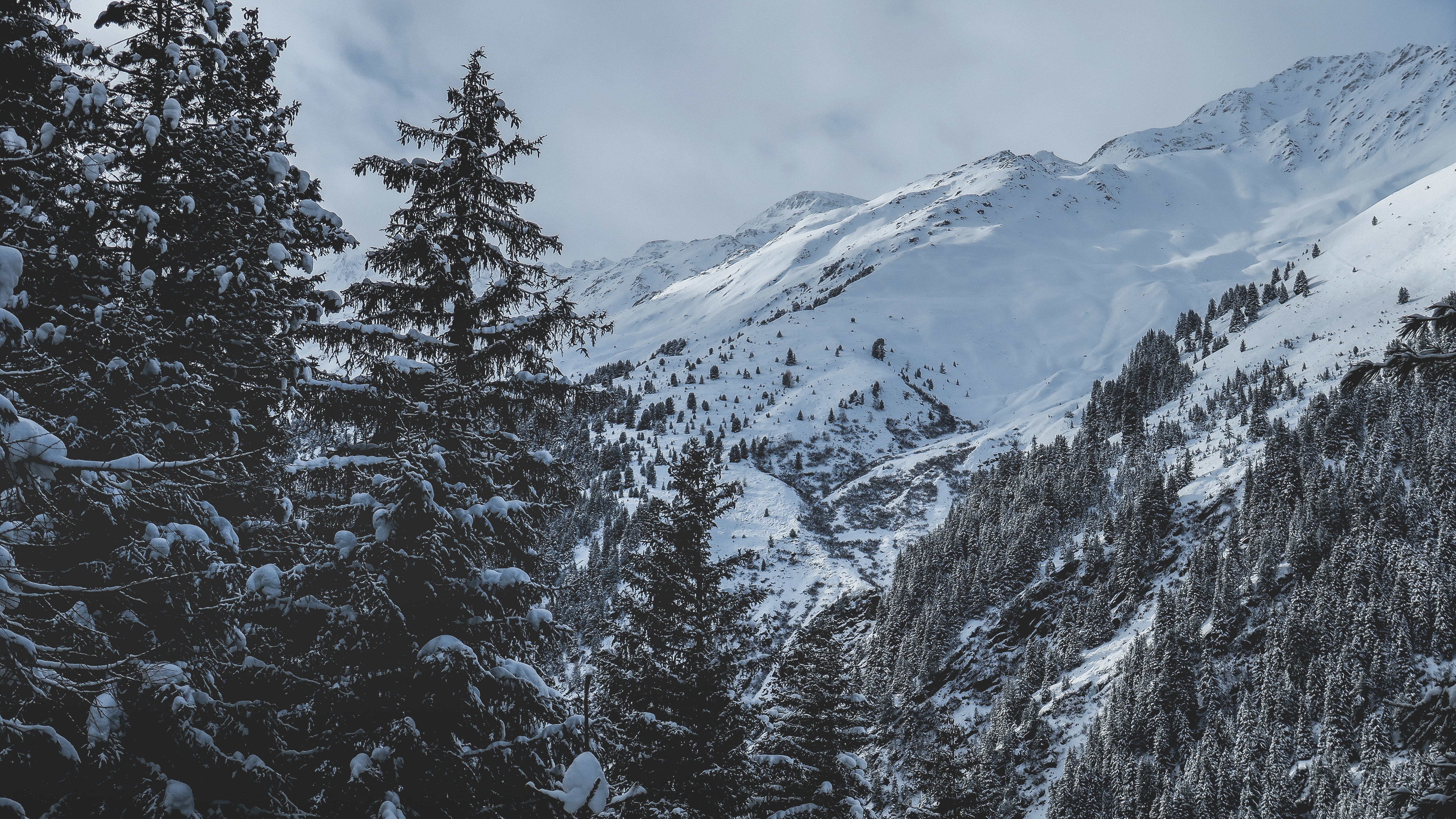 Descarga gratis la imagen Invierno, Naturaleza, Nieve, Montaña, Abeto, Tierra/naturaleza en el escritorio de tu PC