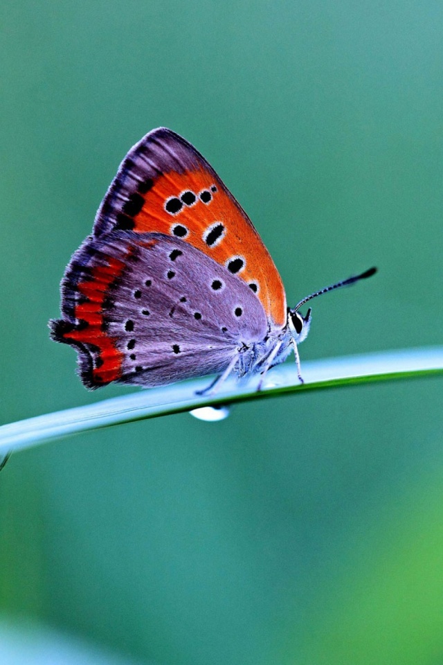 Download mobile wallpaper Butterfly, Animal, Water Drop for free.