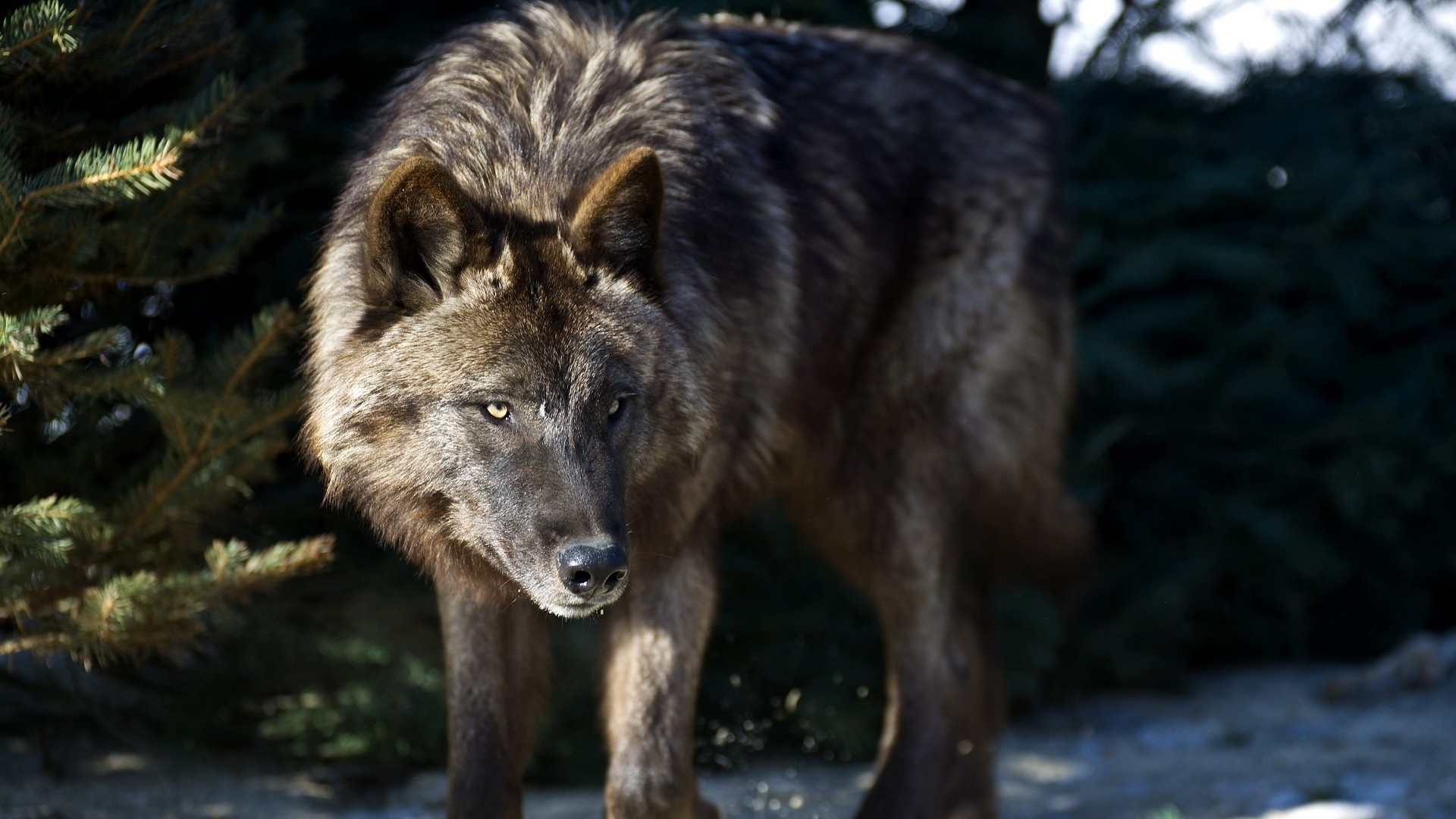 Baixe gratuitamente a imagem Animais, Lobos, Natureza, Lobo na área de trabalho do seu PC