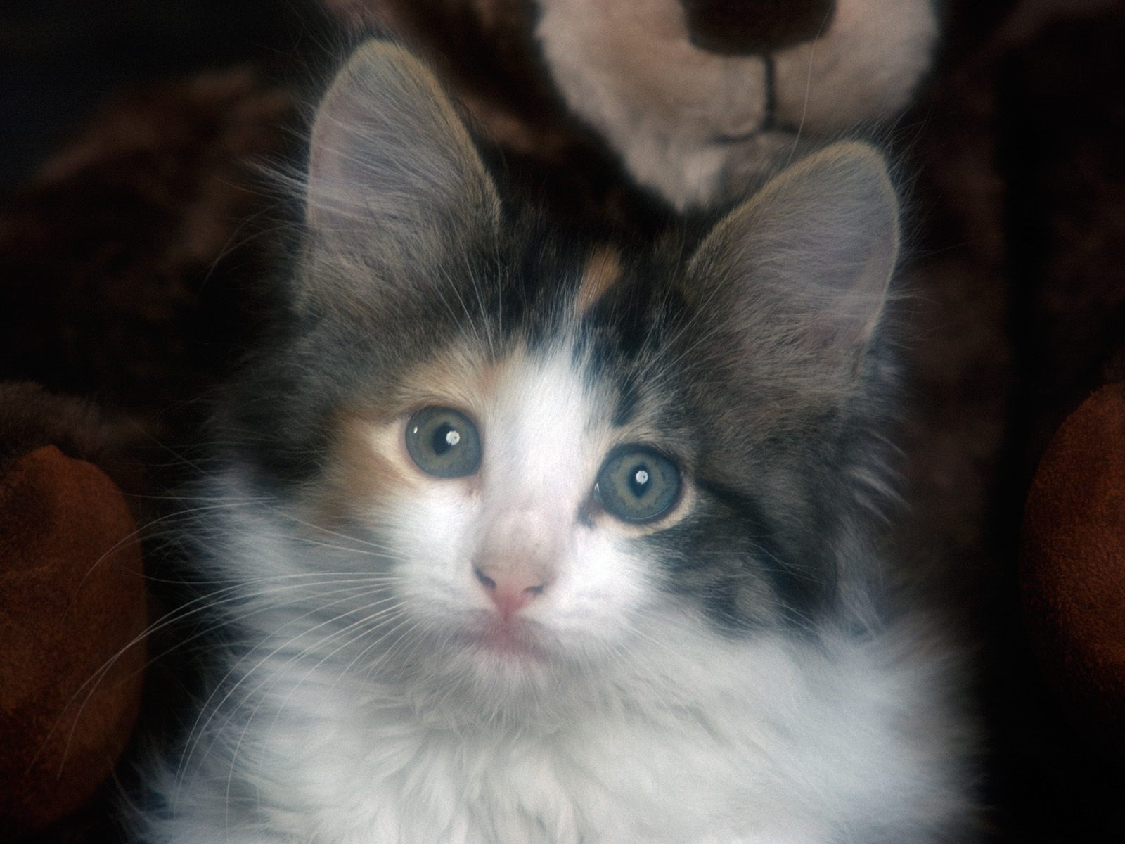 Baixe gratuitamente a imagem Animais, Gatos, Gato na área de trabalho do seu PC