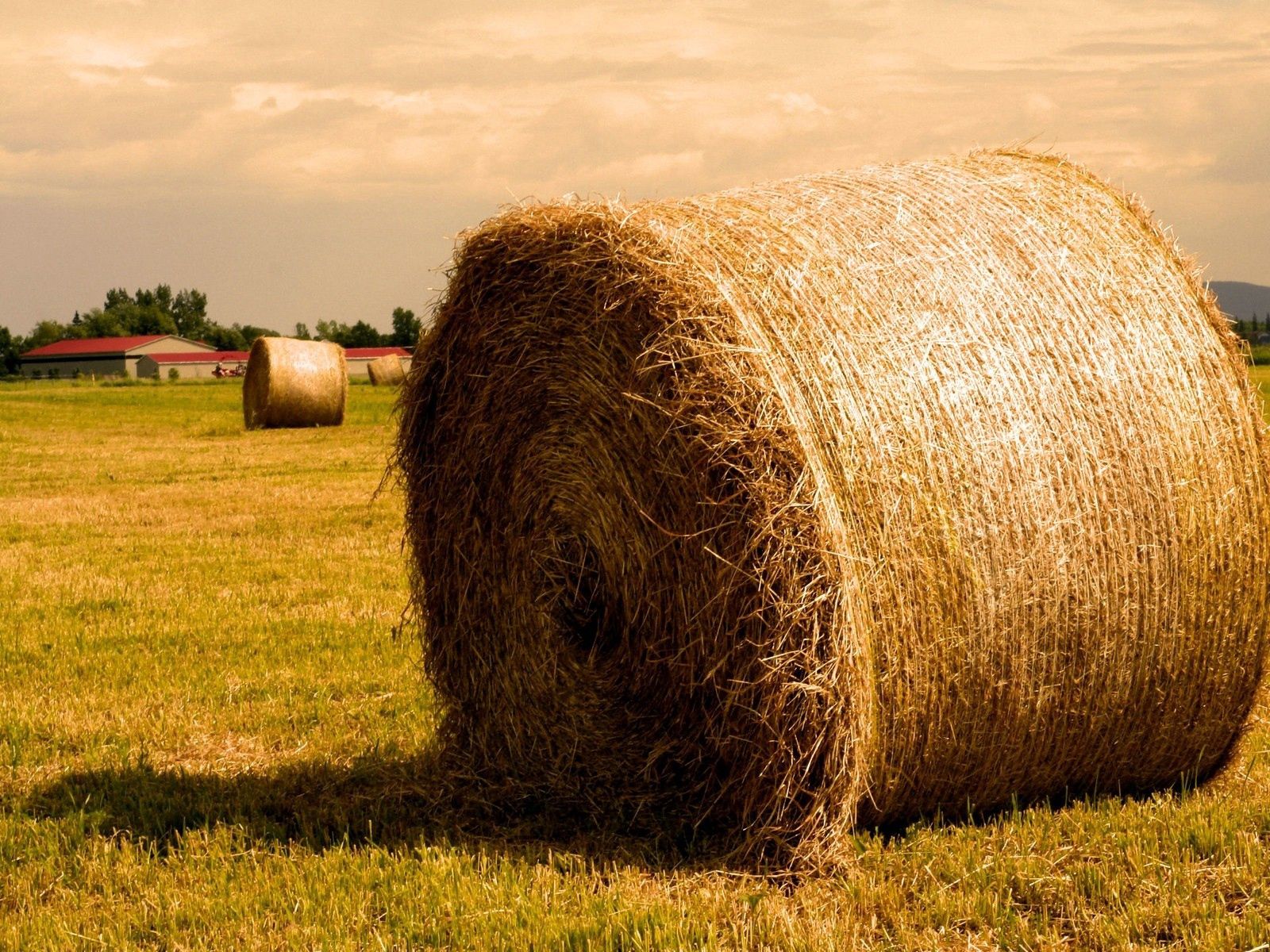agriculture, nature, summer, gold, golden, hay, bales