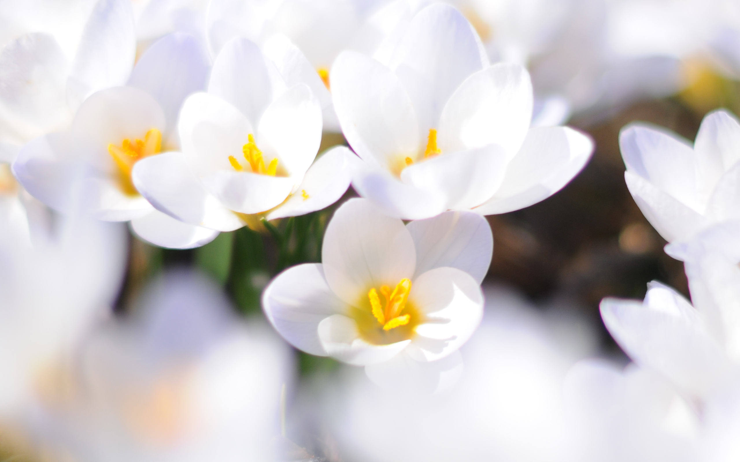 Téléchargez gratuitement l'image Fleurs, Fleur, Terre/nature sur le bureau de votre PC