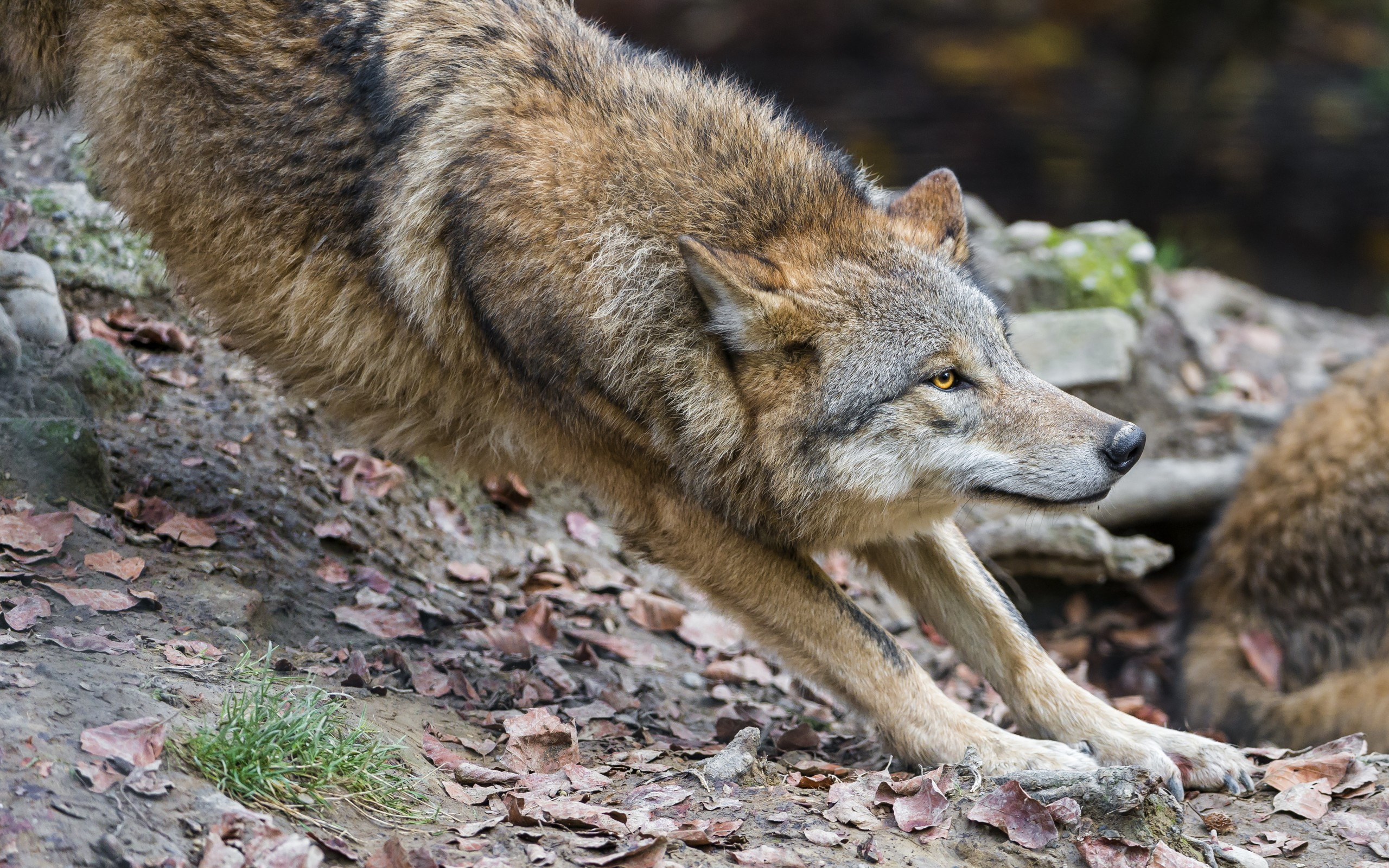 Téléchargez des papiers peints mobile Wolves, Loup, Animaux gratuitement.