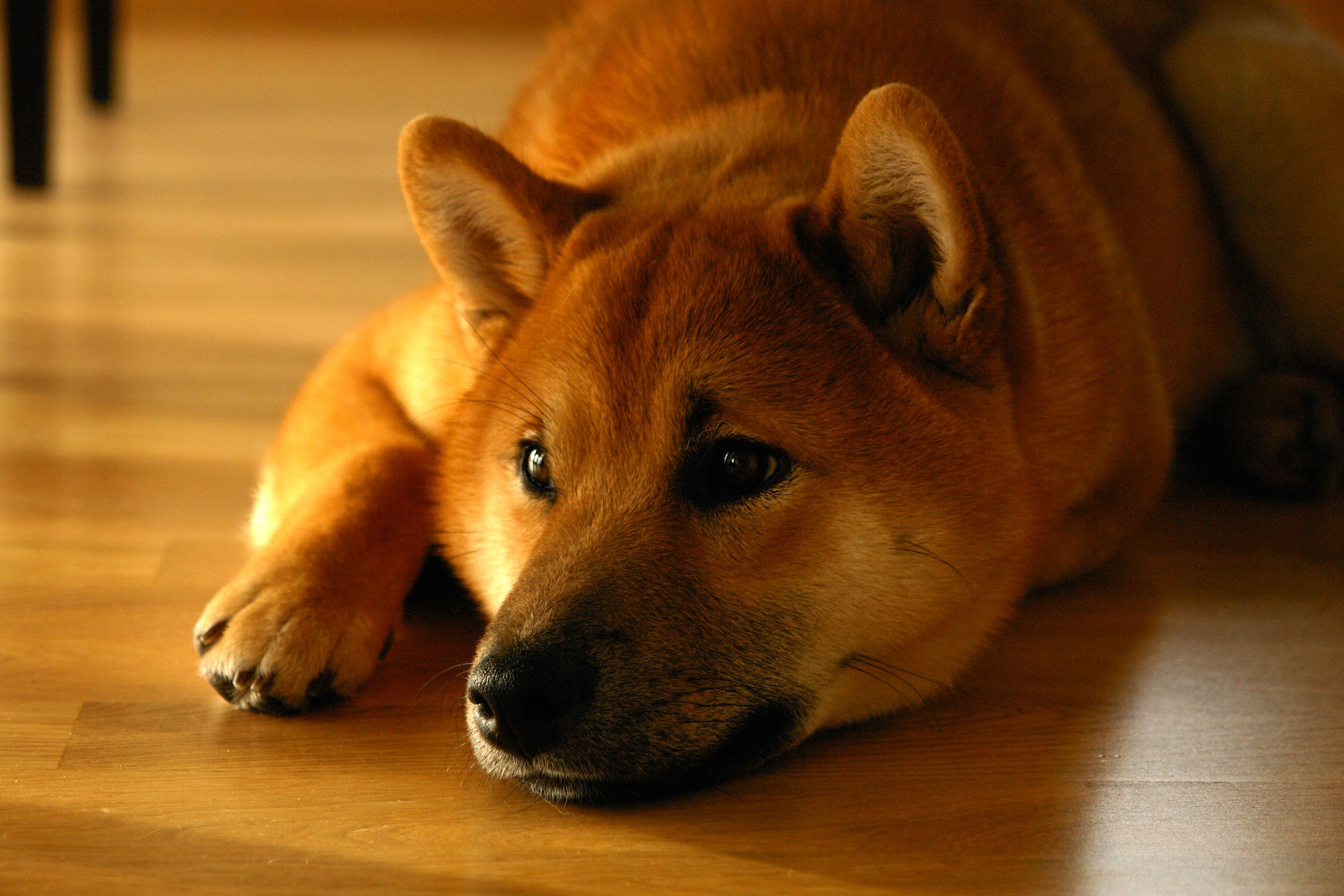 Laden Sie das Tiere, Hunde, Hund, Schnauze, Shiba Inu, Ausruhen-Bild kostenlos auf Ihren PC-Desktop herunter