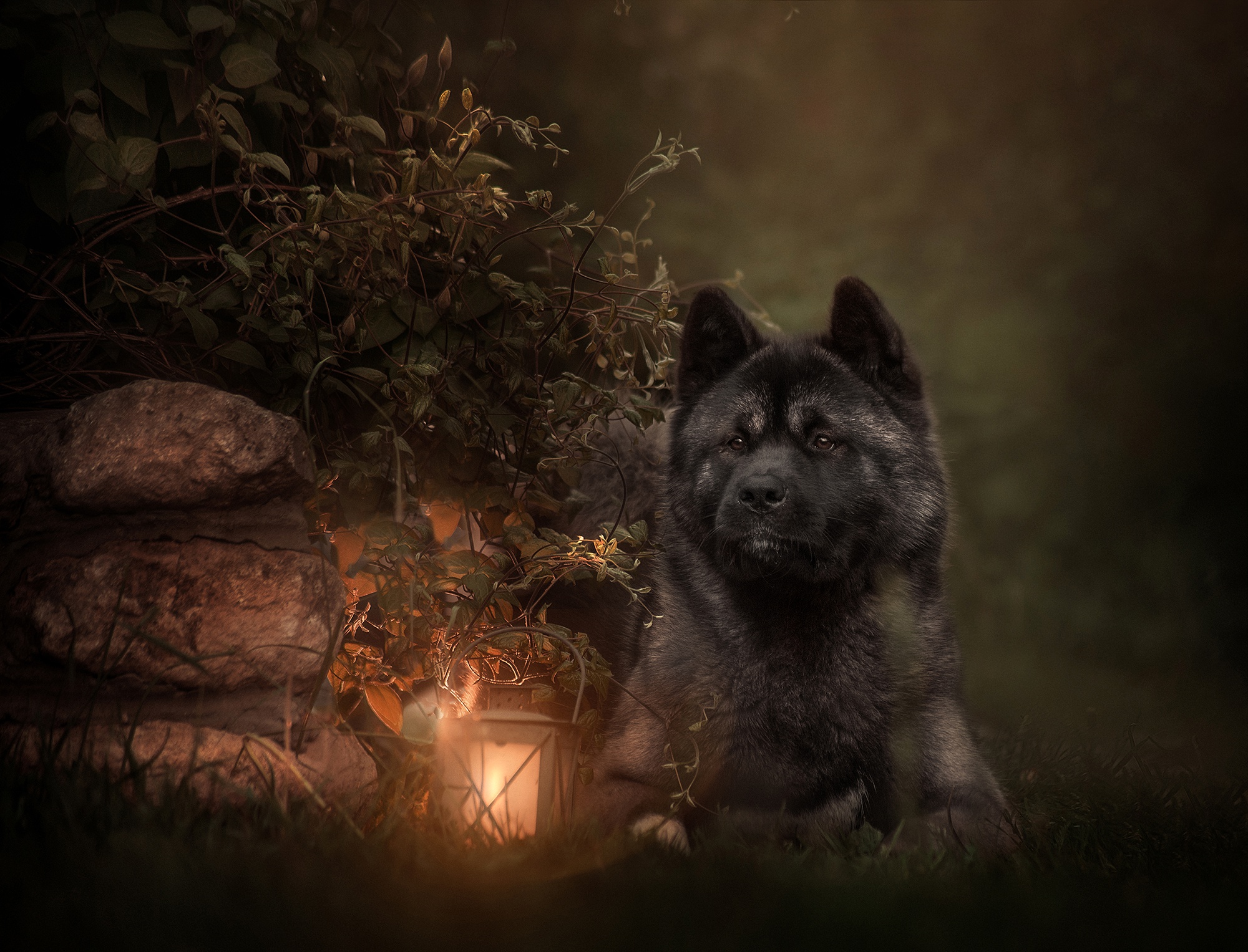 Free download wallpaper Dogs, Dog, Lantern, Animal on your PC desktop