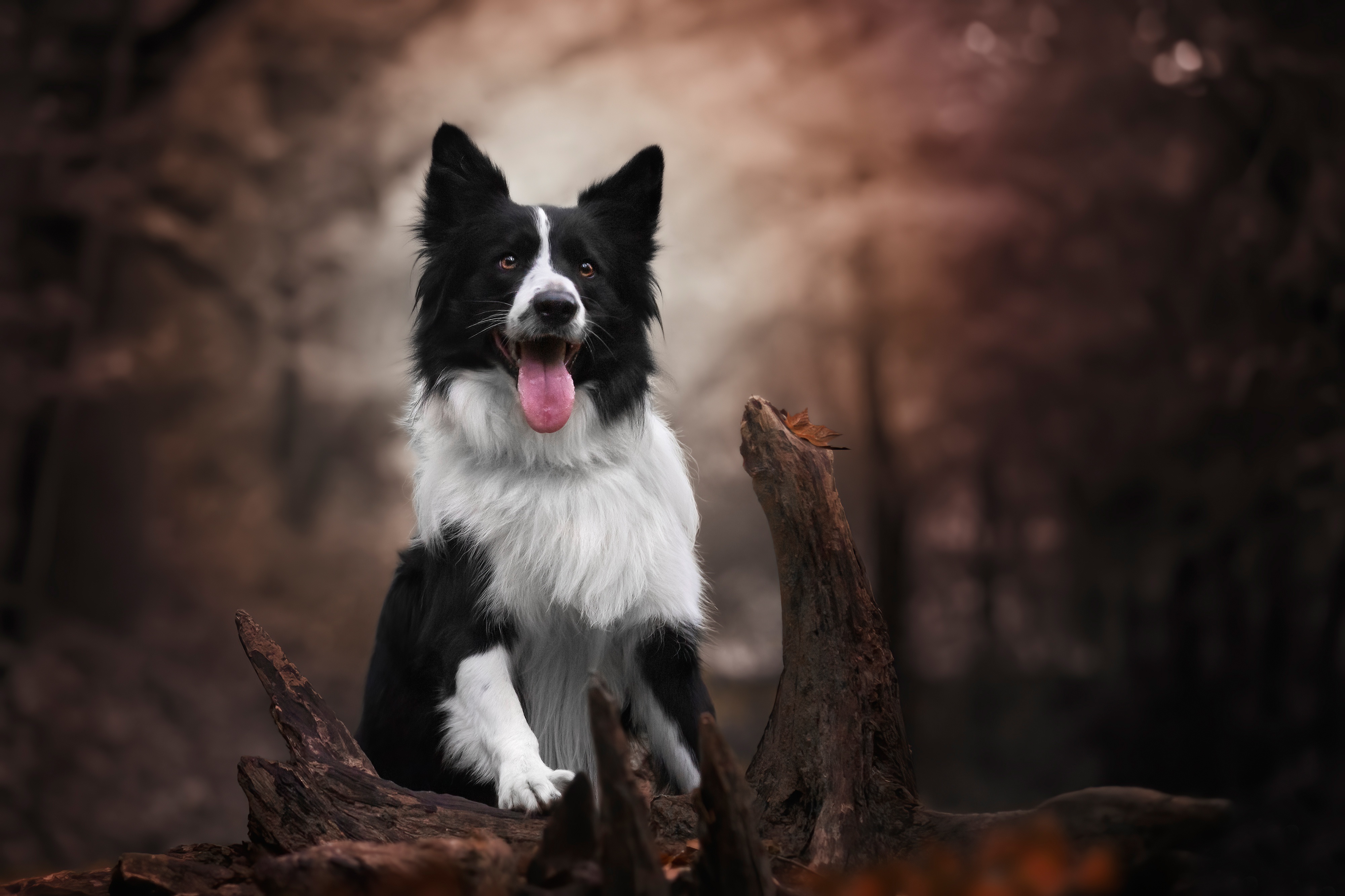 Download mobile wallpaper Dogs, Animal, Border Collie for free.