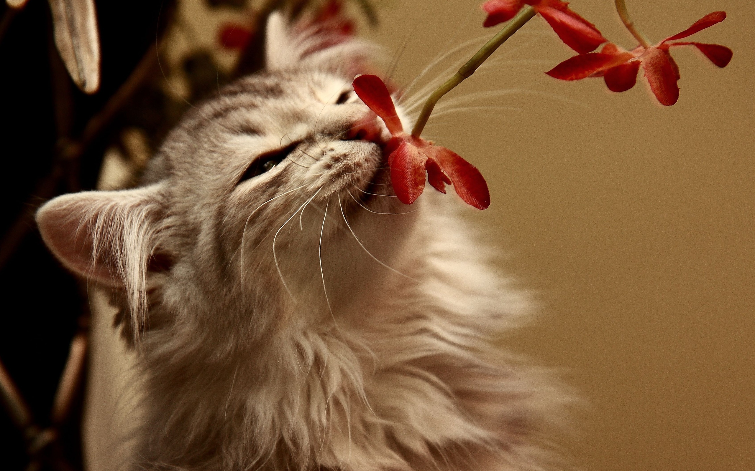 Téléchargez gratuitement l'image Animaux, Chat sur le bureau de votre PC