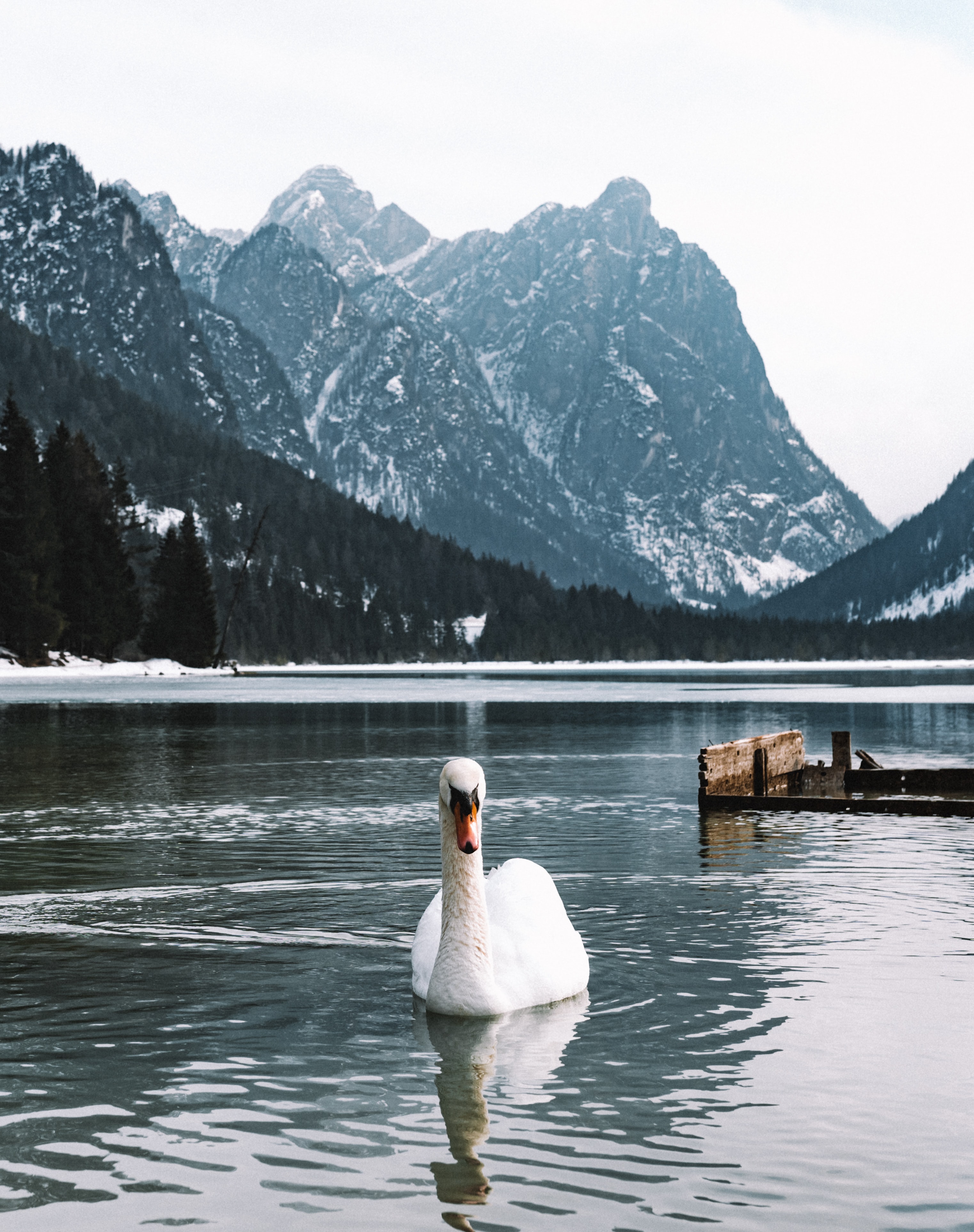 Download mobile wallpaper Swan, Animals, Lake, Water, Bird for free.
