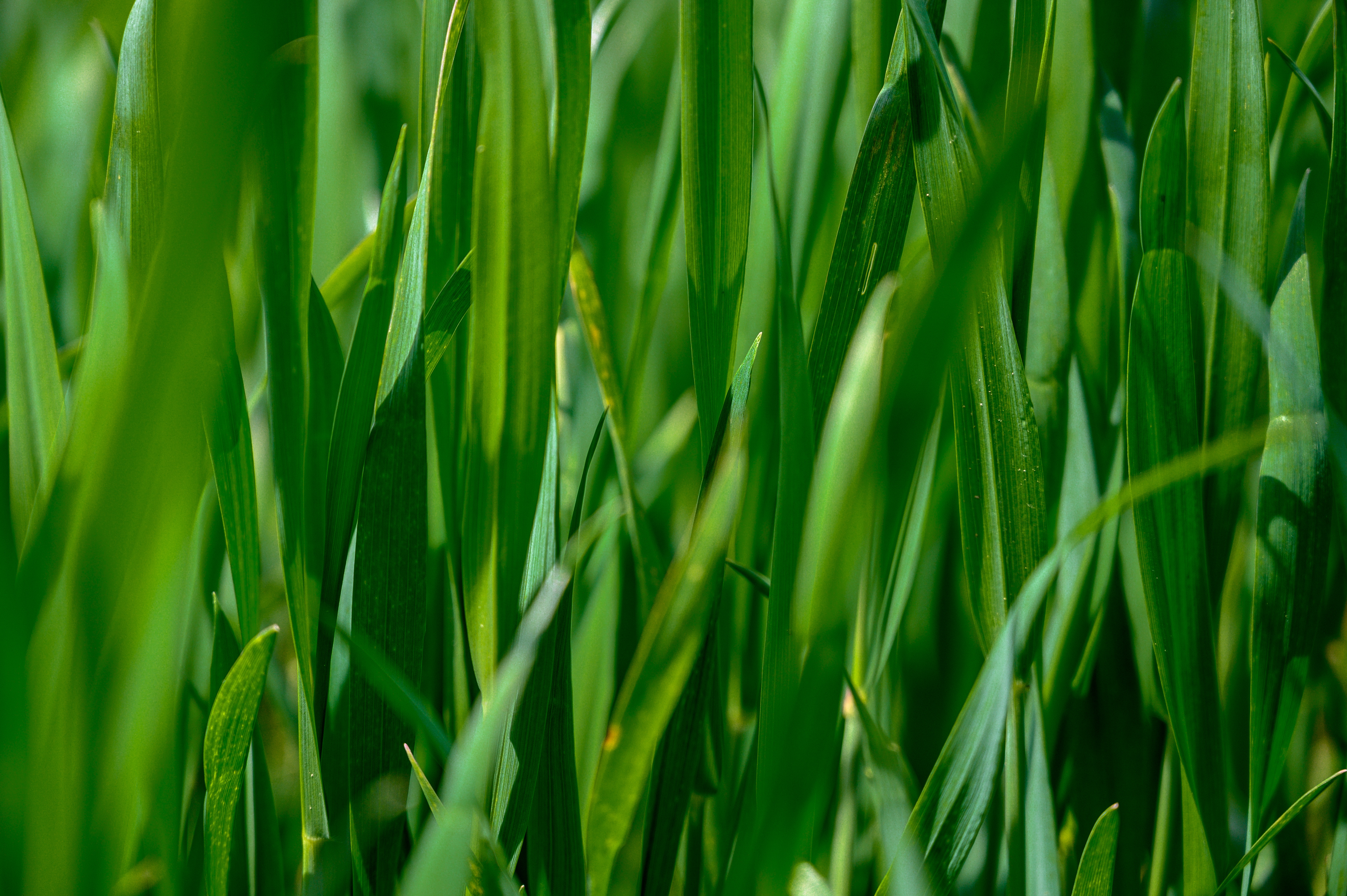 Free download wallpaper Grass, Plant, Leaves, Nature on your PC desktop
