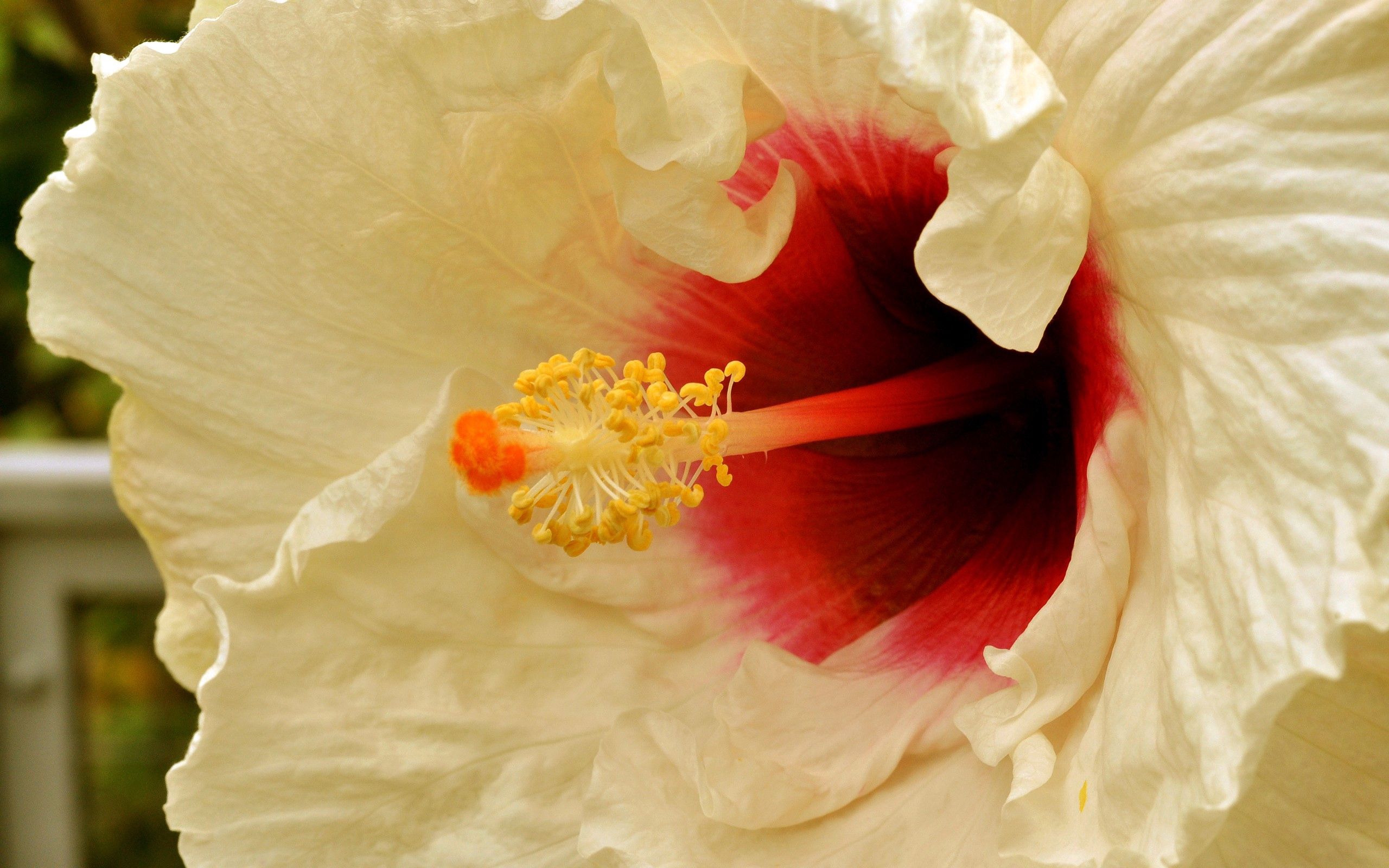 123325壁紙のダウンロード花, 大きい, マクロ, 白い, おしべ, 雄しべ-スクリーンセーバーと写真を無料で