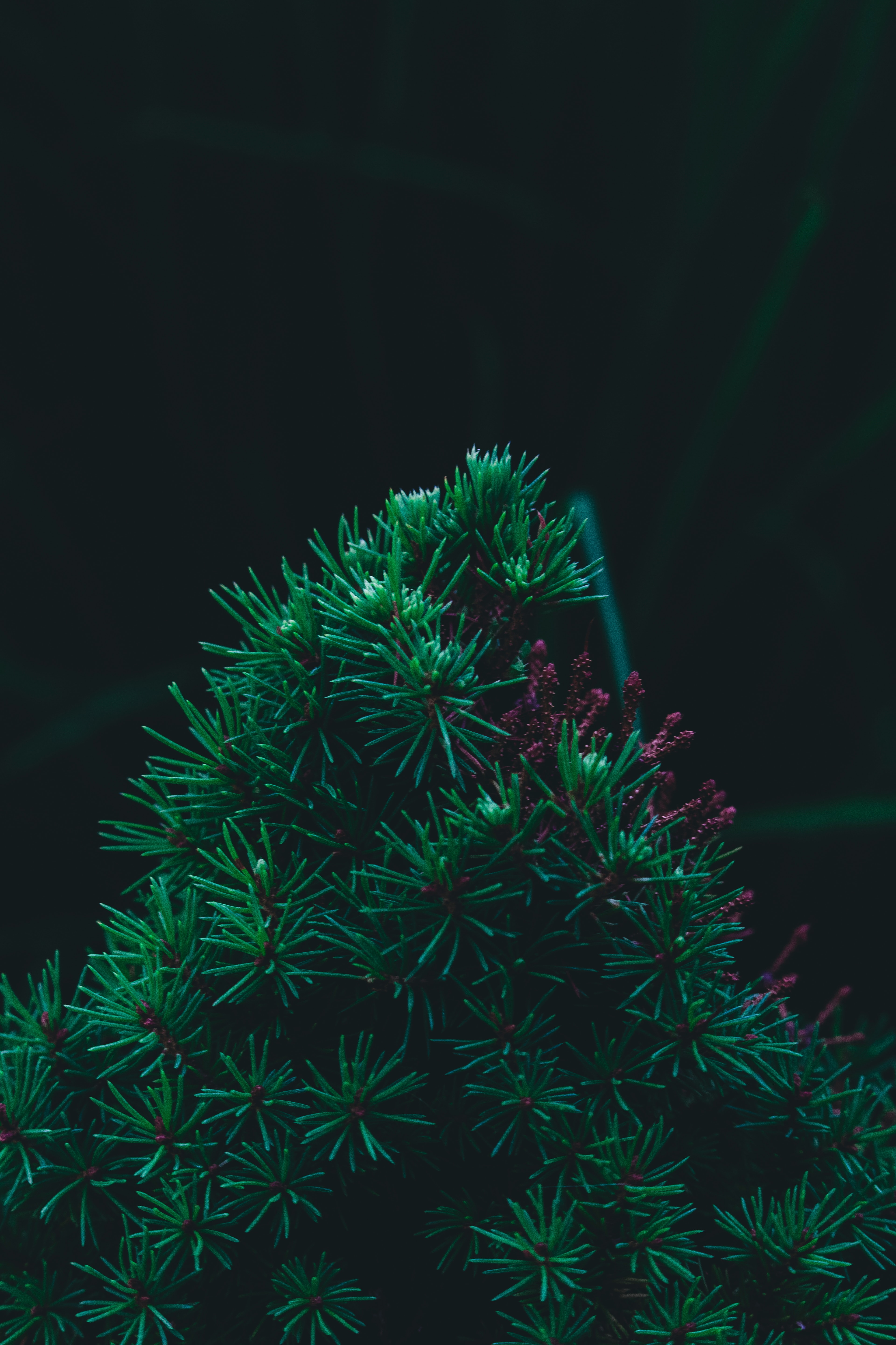 pine, green, macro, branch, needles, barbed, spiny