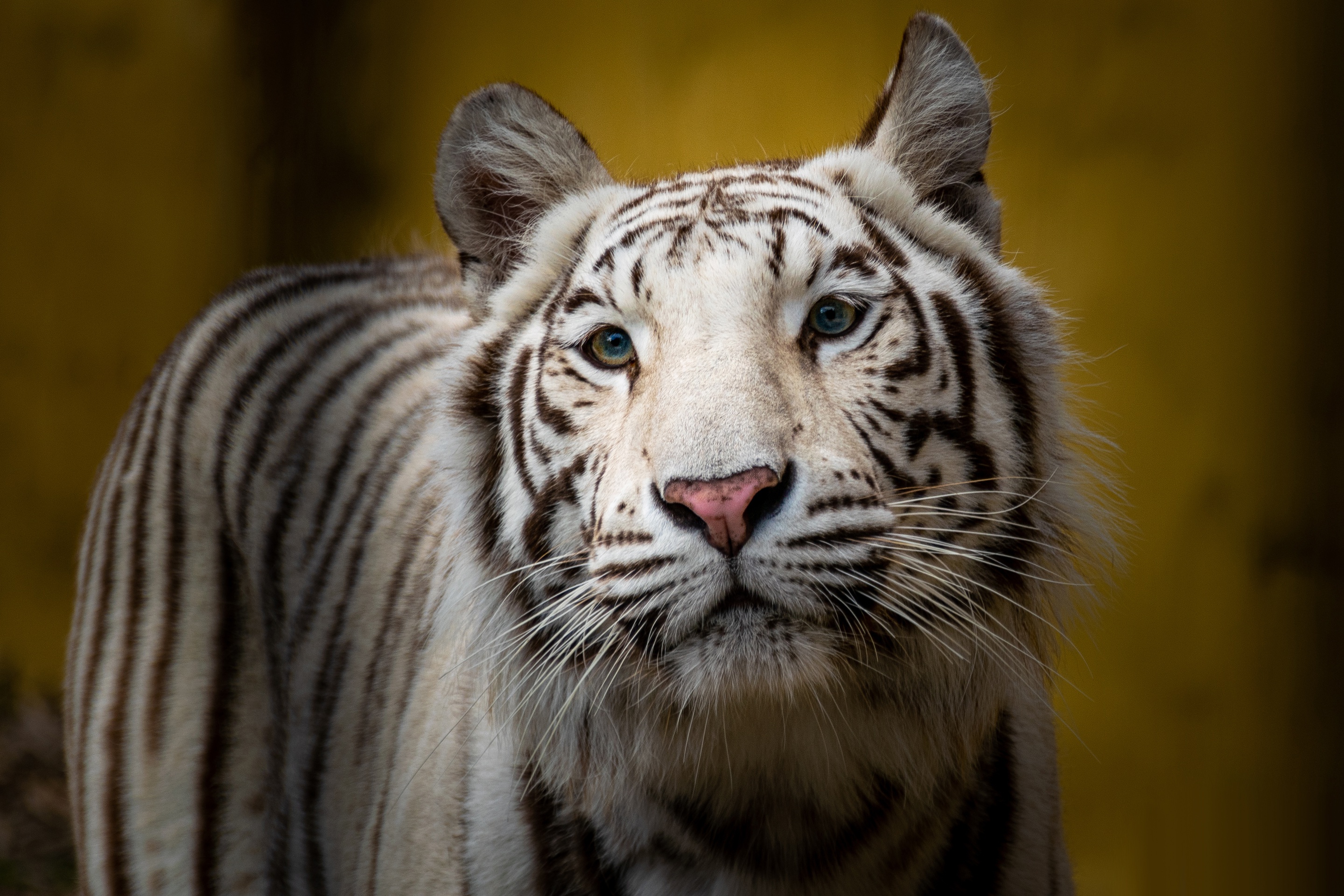 Handy-Wallpaper Tiere, Katzen, Weißer Tiger kostenlos herunterladen.