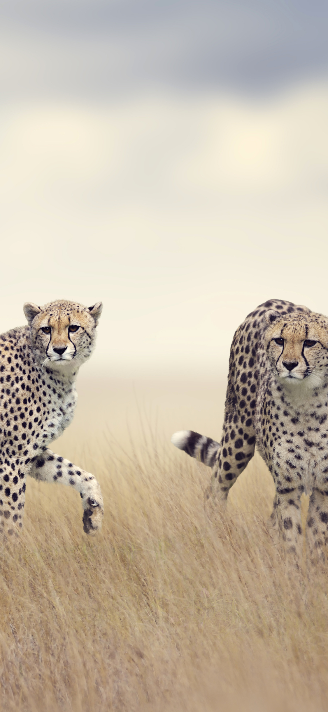 Download mobile wallpaper Cats, Grass, Cheetah, Animal for free.