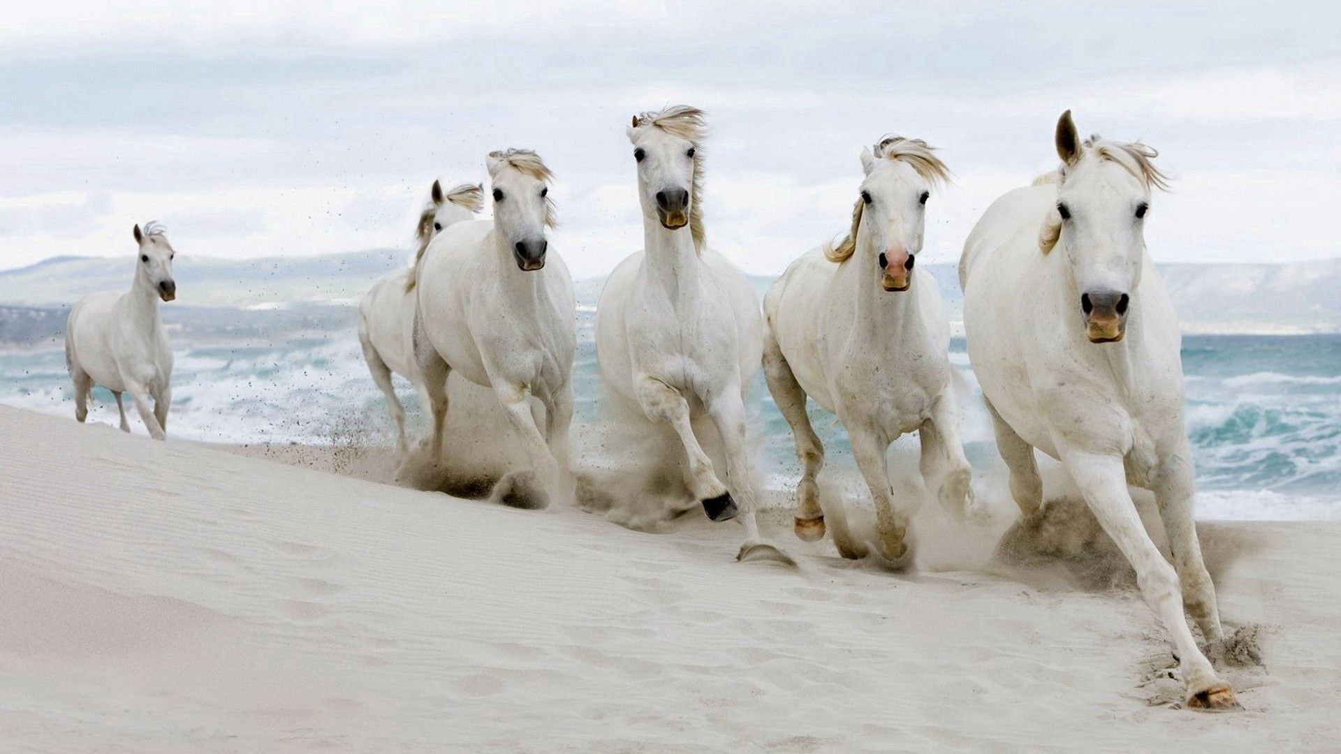 run away, horses, sea, sand, animals, herd, run phone background