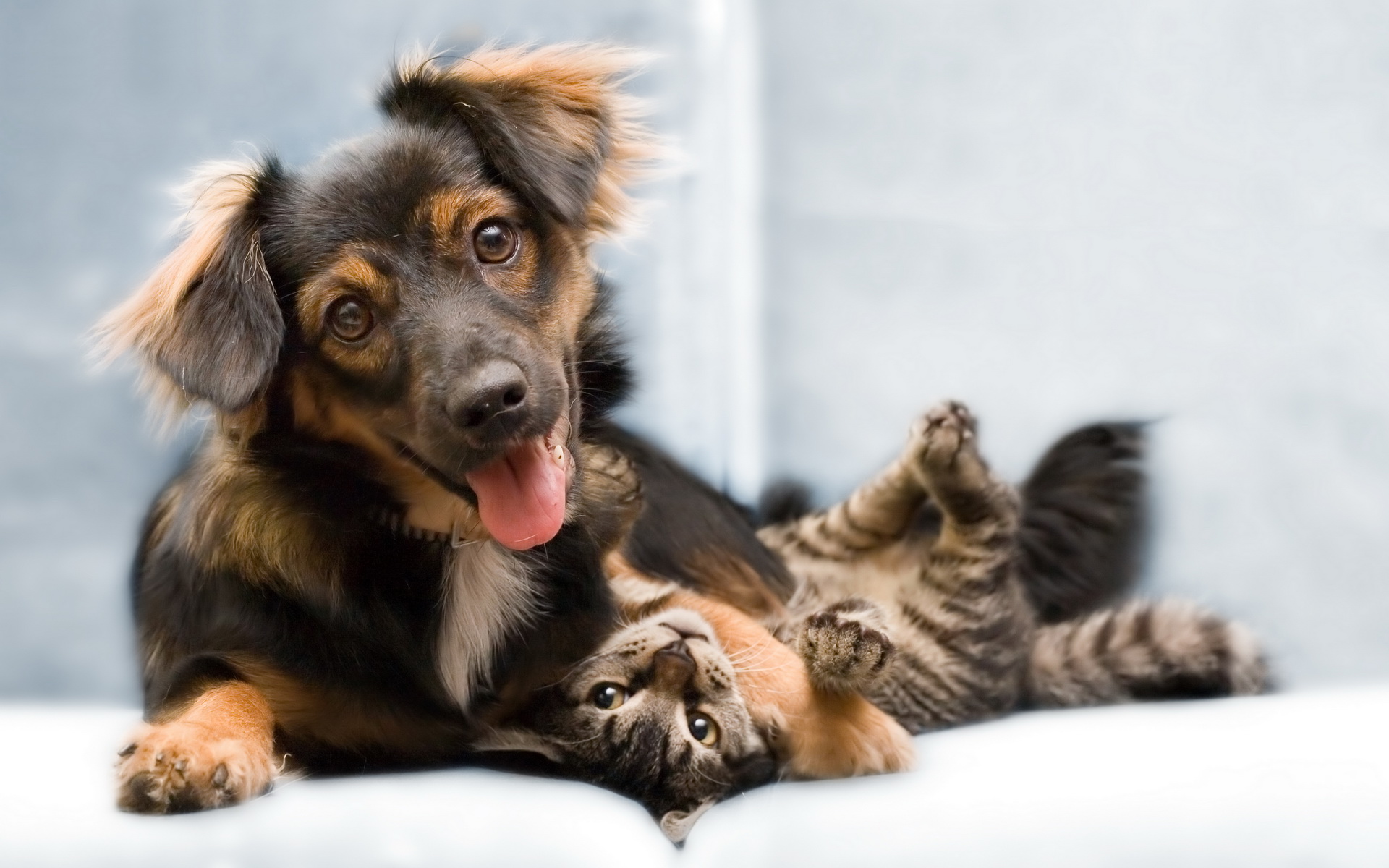 Free download wallpaper Animal, Cat & Dog on your PC desktop