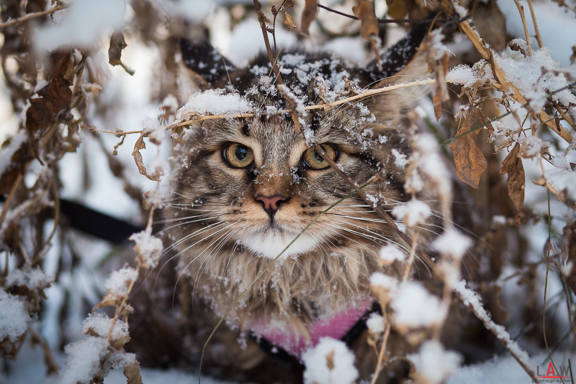 Download mobile wallpaper Winter, Cats, Snow, Cat, Animal for free.