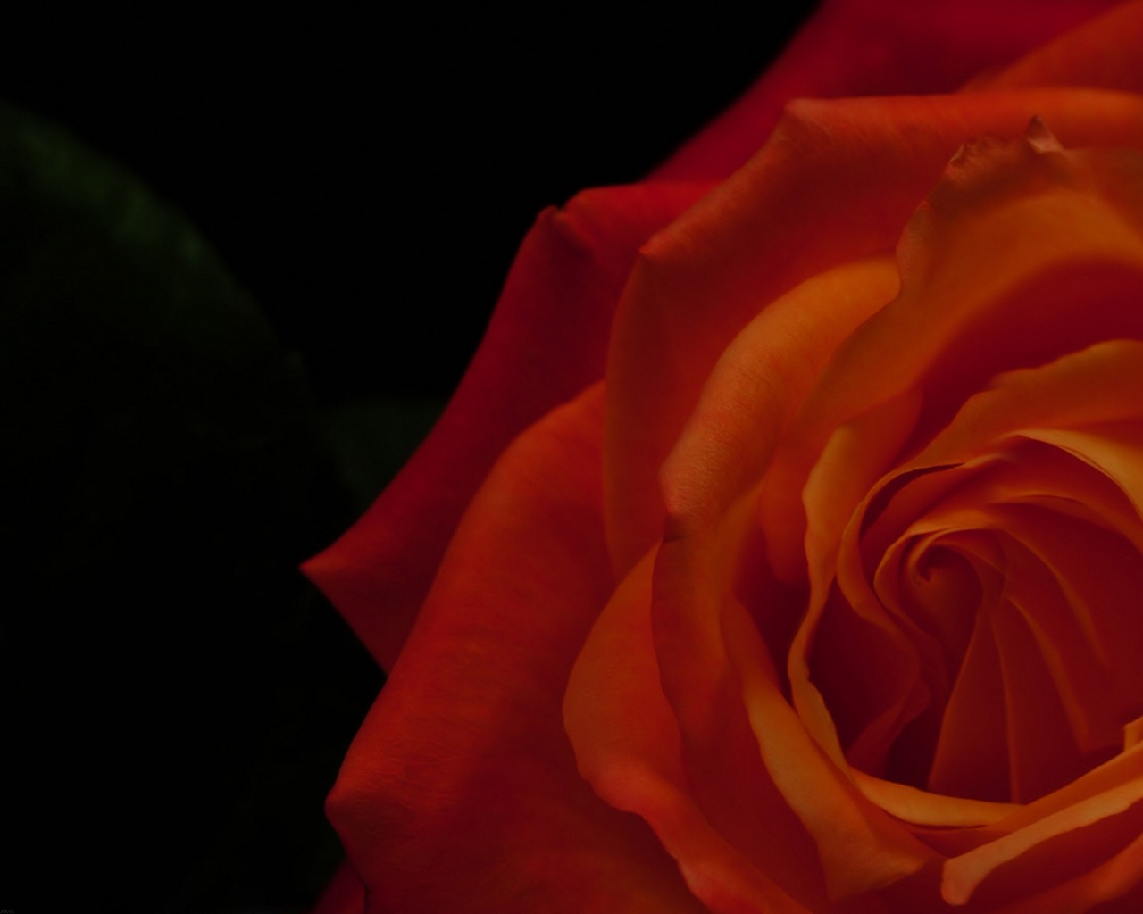 Free download wallpaper Rose, Close Up, Earth on your PC desktop