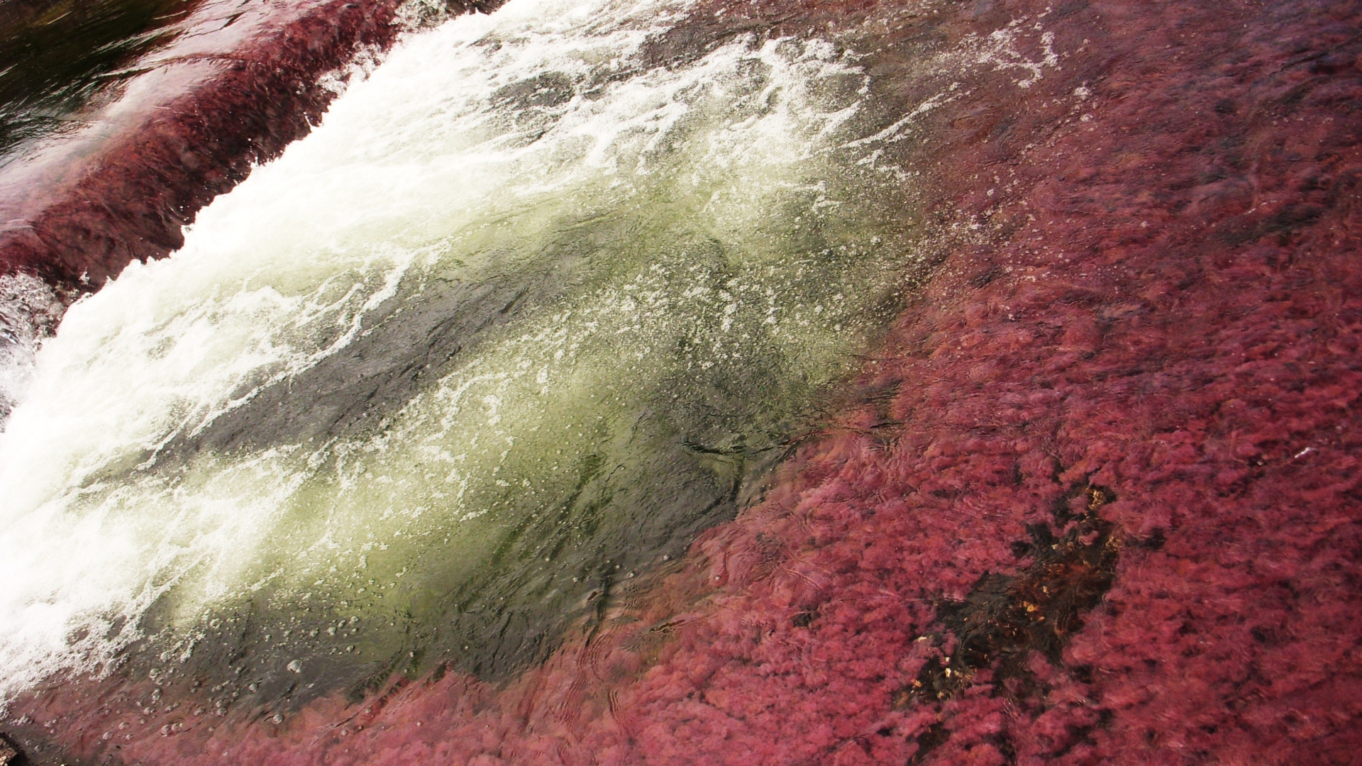 641150 baixar papel de parede terra/natureza, caño cristales - protetores de tela e imagens gratuitamente