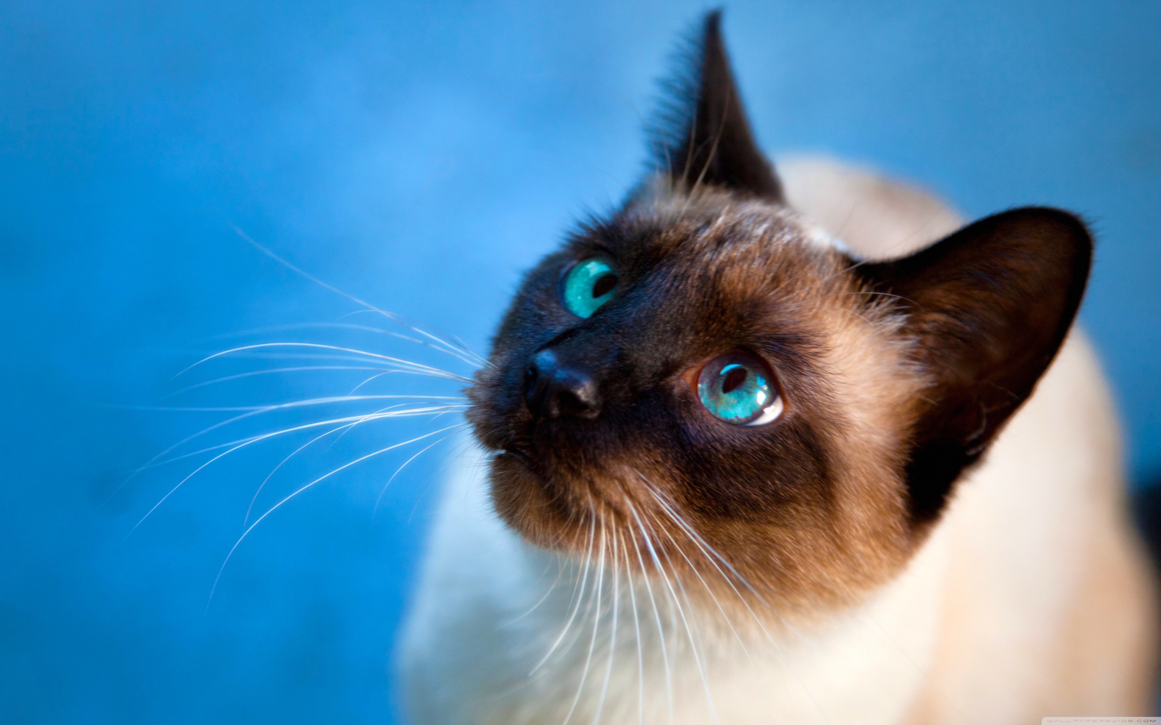 Die besten Siamesische Katze-Hintergründe für den Telefonbildschirm