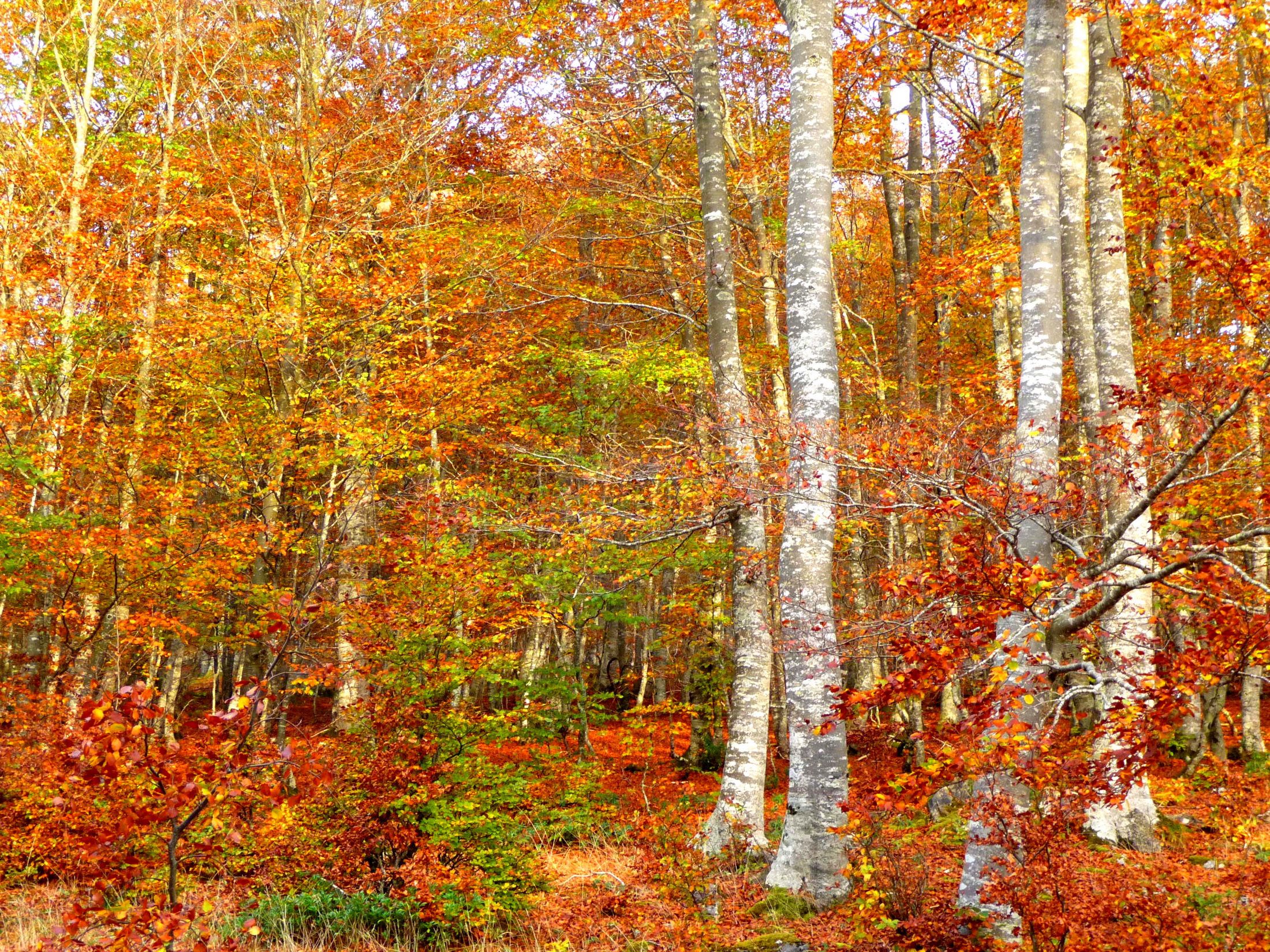 Скачать обои бесплатно Осень, Лес, Дерево, Листва, Земля/природа, Берёза картинка на рабочий стол ПК
