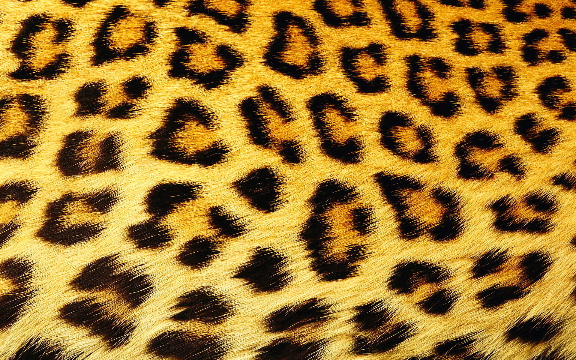 19036 Hintergrundbild herunterladen hintergrund, leopards, gelb - Bildschirmschoner und Bilder kostenlos