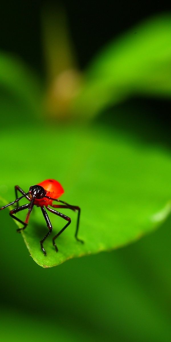 Phone Insect Wallpapers Phone wallpaper: Insects 4053