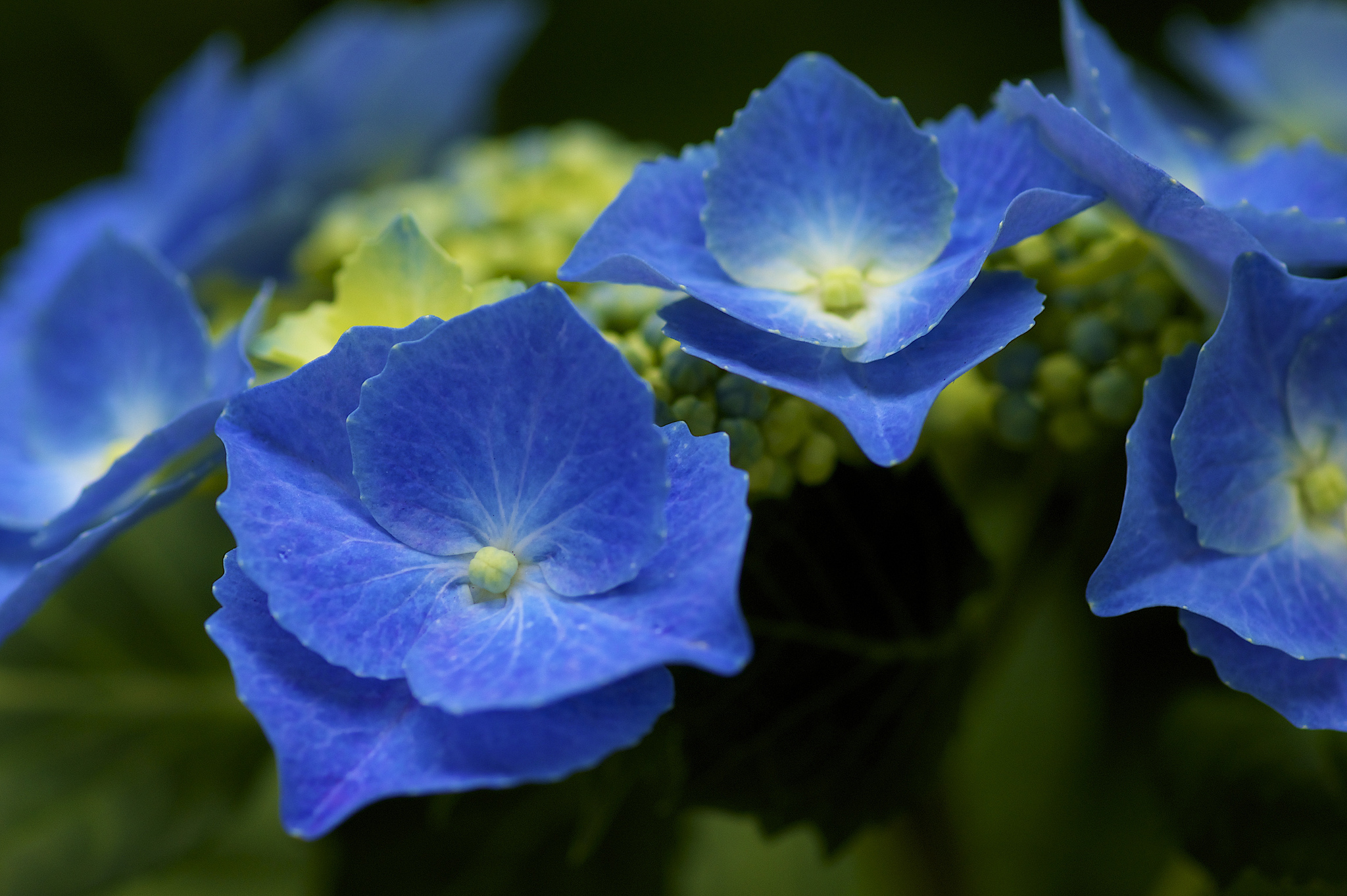 302957 descargar fondo de pantalla tierra/naturaleza, hortensia, flor, flores: protectores de pantalla e imágenes gratis