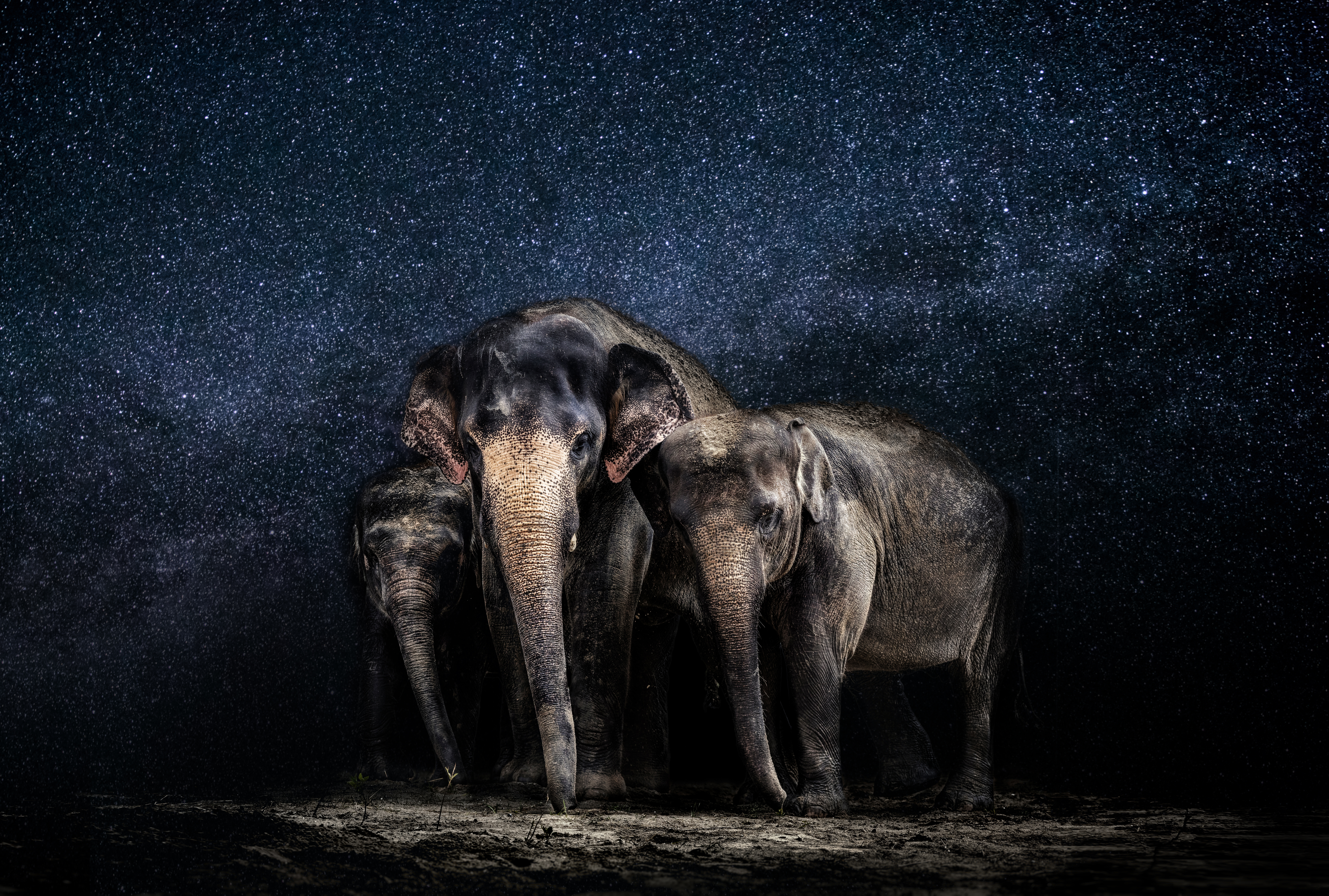 PCデスクトップに動物, アジアゾウ, ゾウ画像を無料でダウンロード