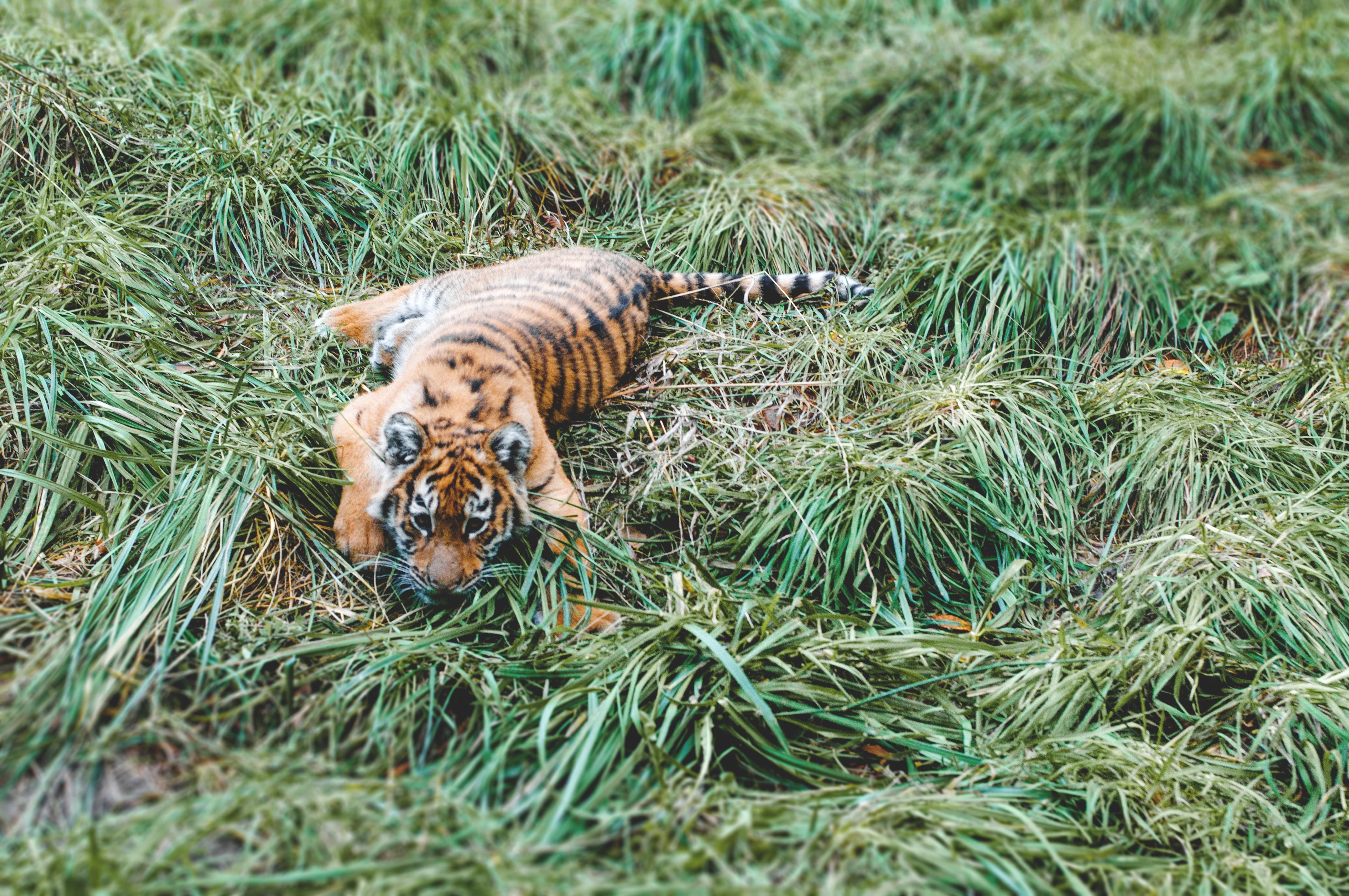 animals, grass, lies, predator, tiger, tiger cub